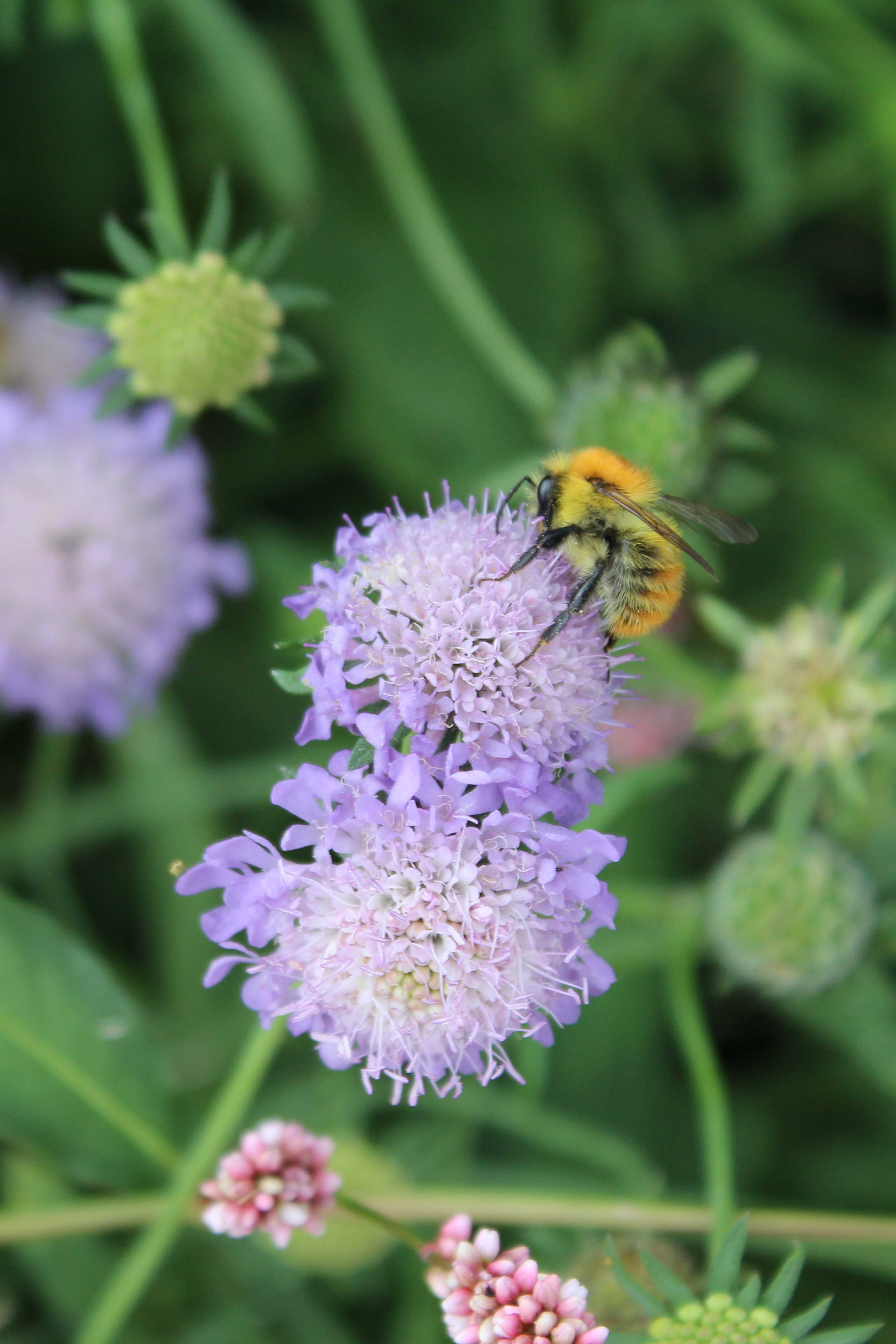 It could be a Bombus pascuorum, the common carder bee