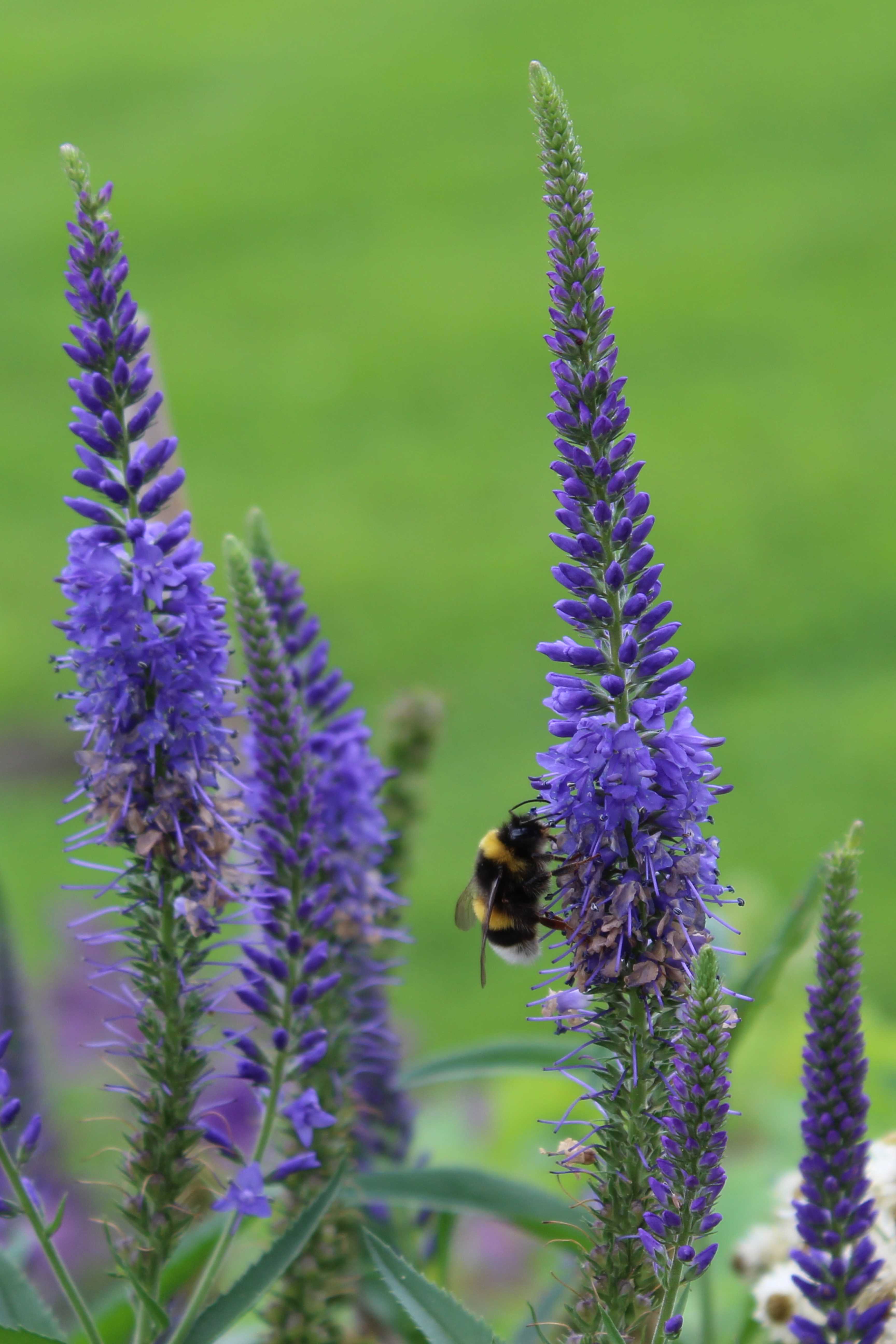 It could be a Bombus terrestris, the buff-tailed bumblebee or large earth bumblebee / Bombus magnus, known by the common name northern white-tailed bumblebee