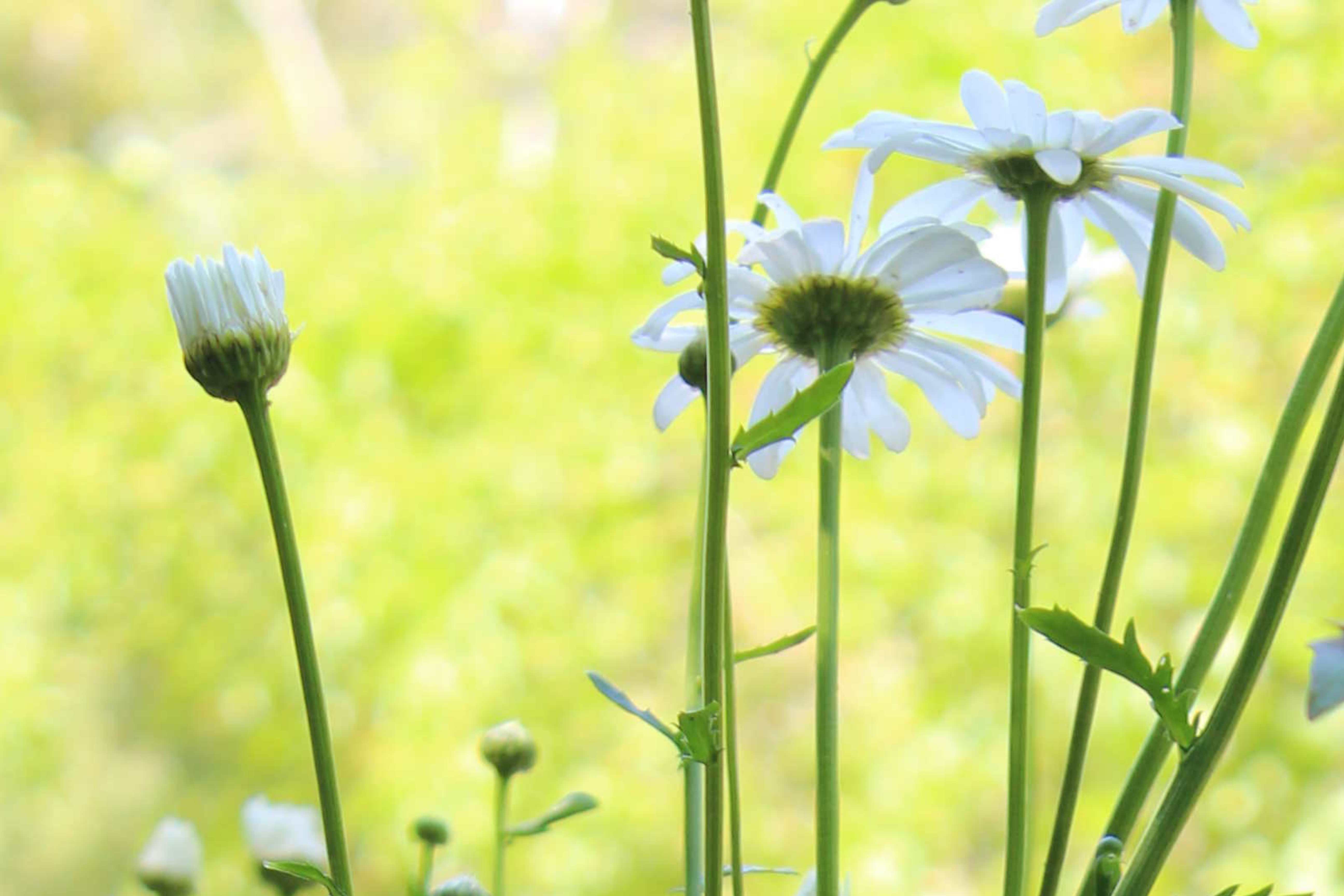 Margeriten (Leucanthemum)