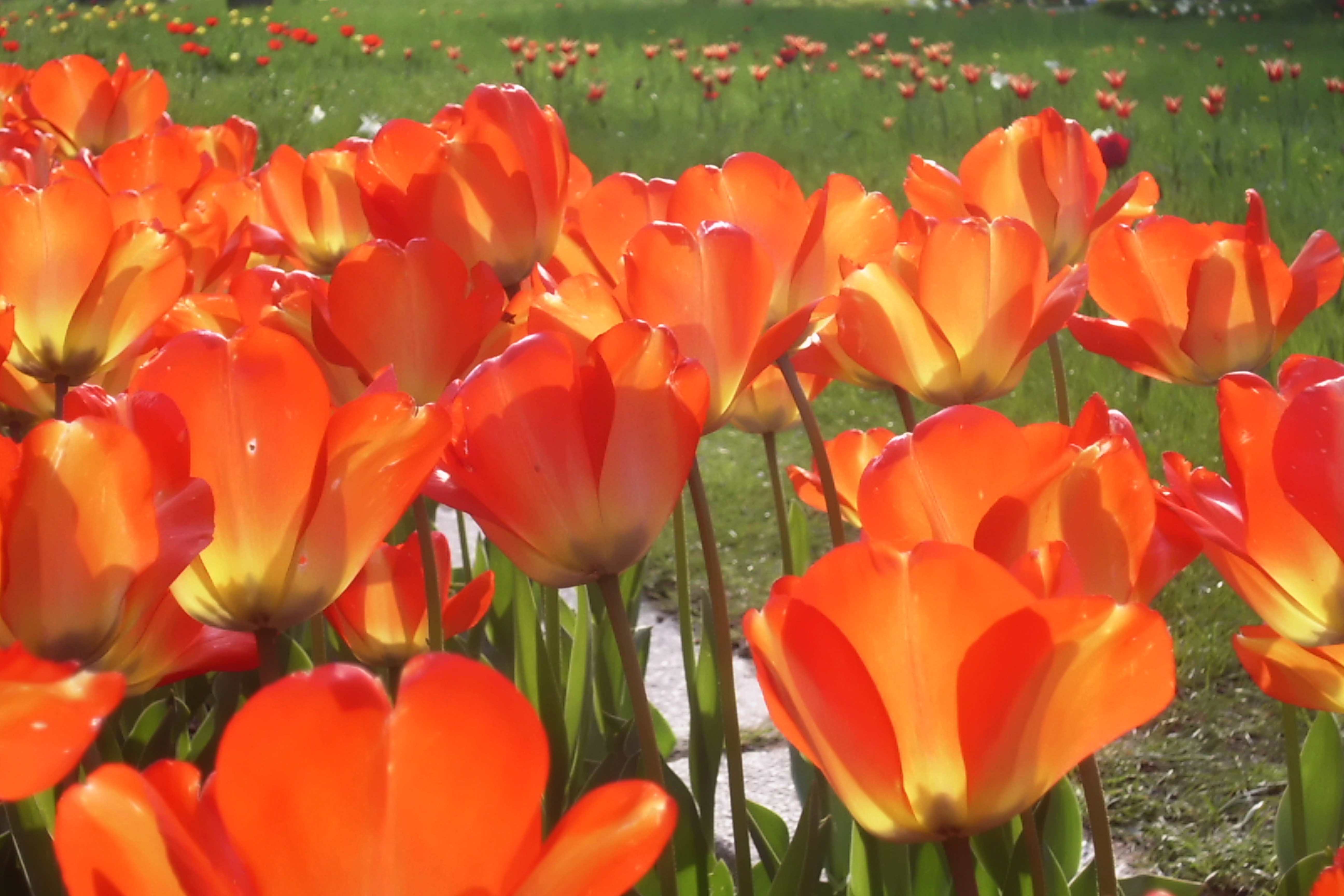 Motley orange tulips