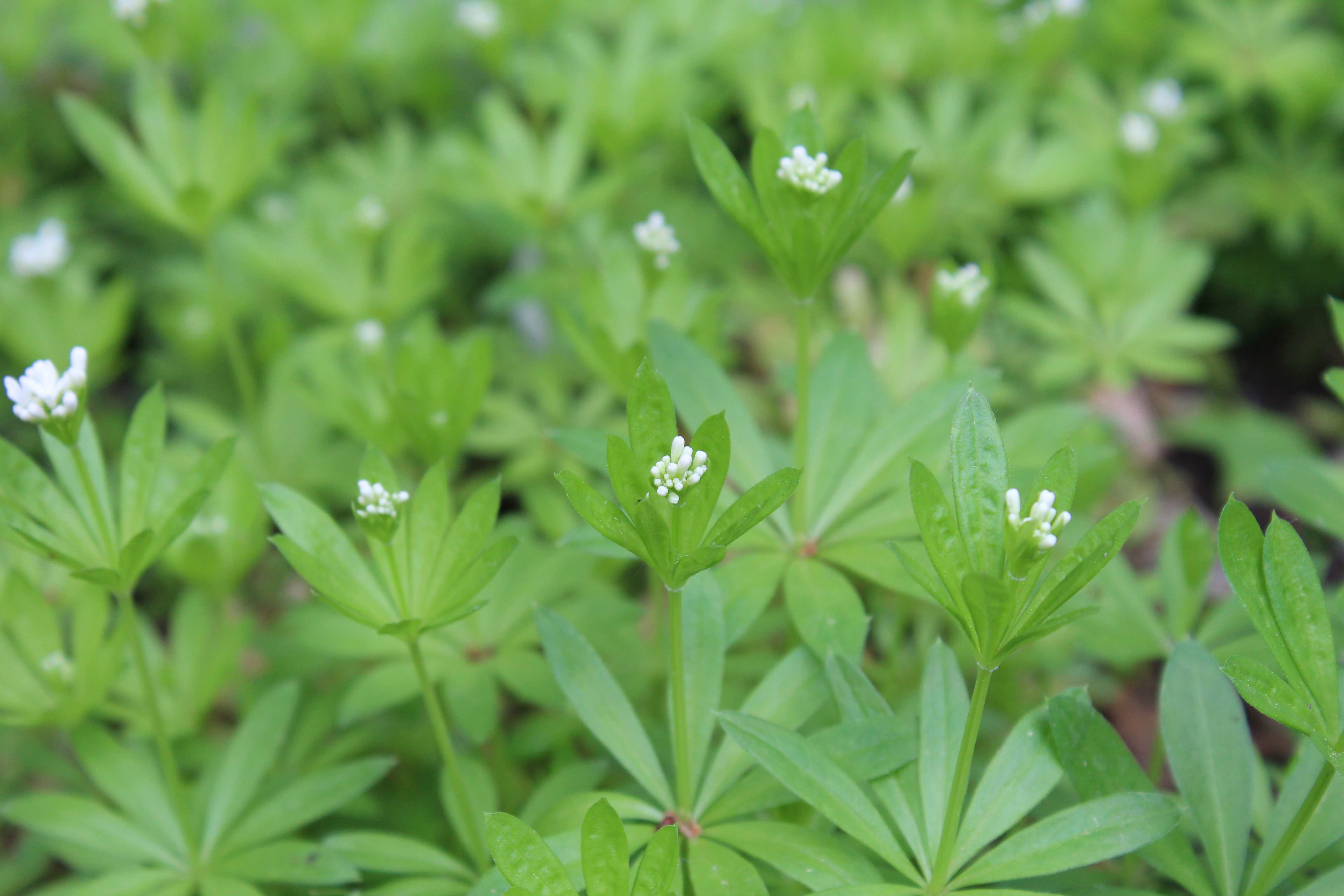 Der Waldmeister (Galium odoratum)