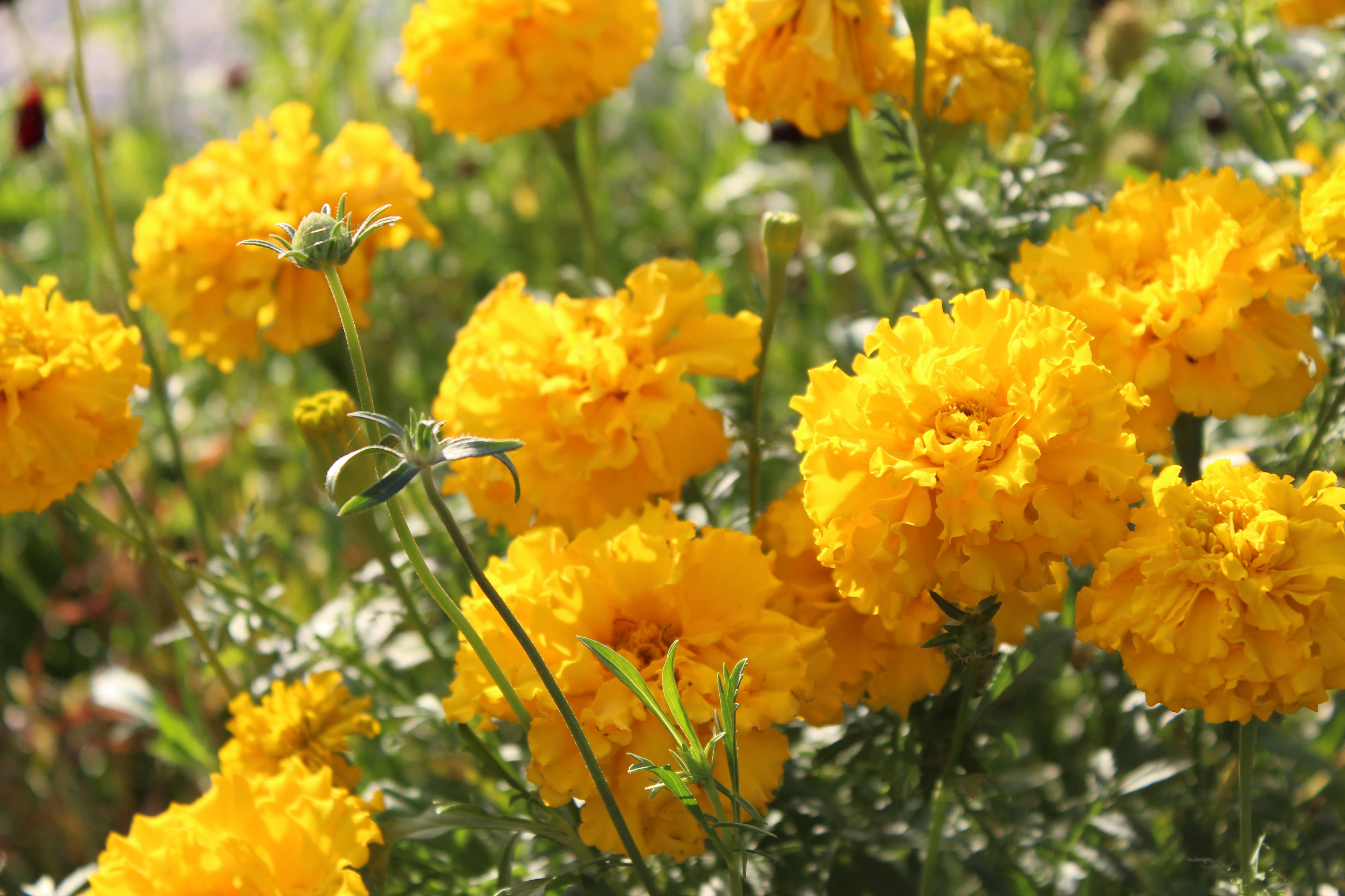 Tagetes erecta /the Mexican marigold or Aztec marigold/ African marigold