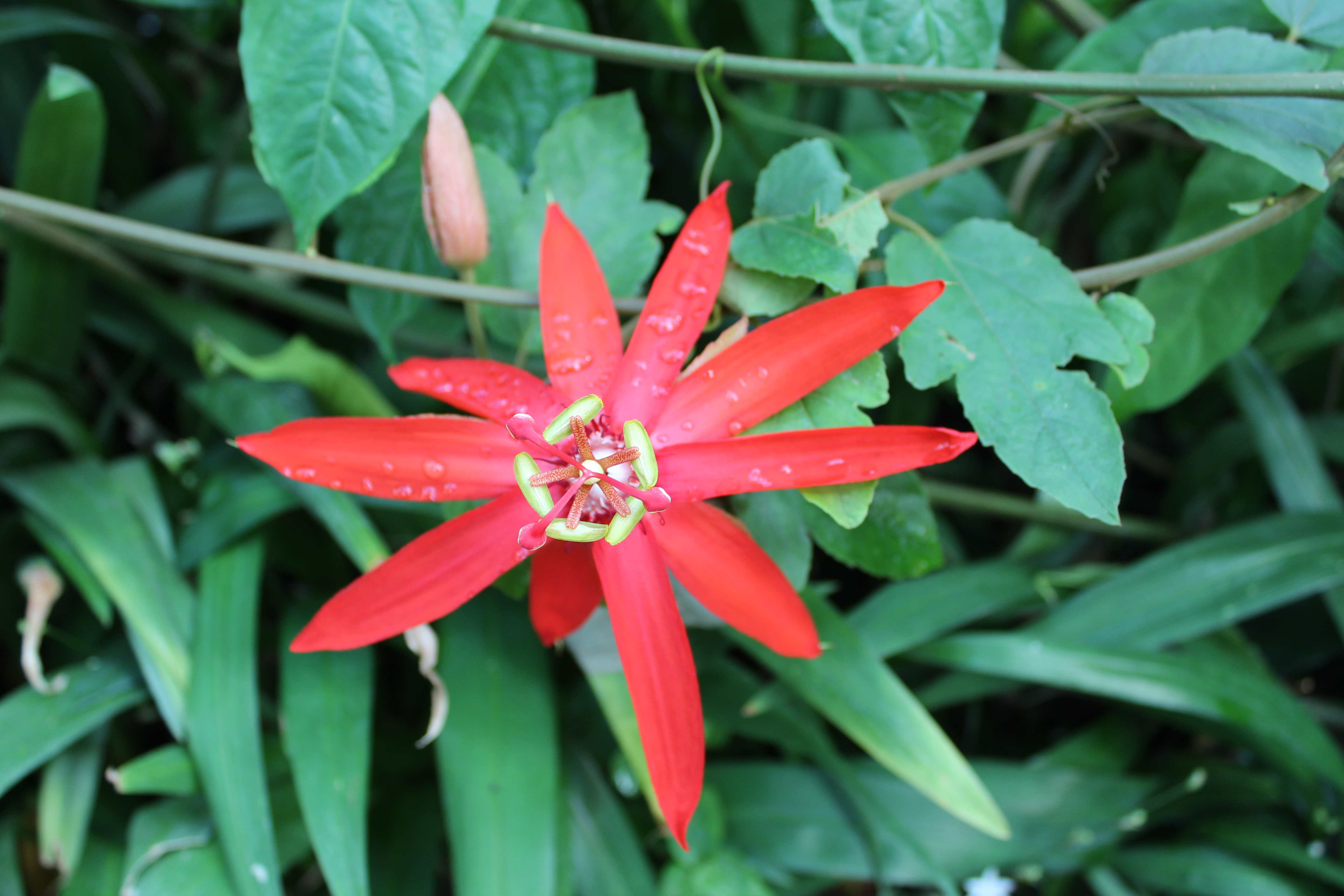 Passion Flower piresii (Passiflora piresii)