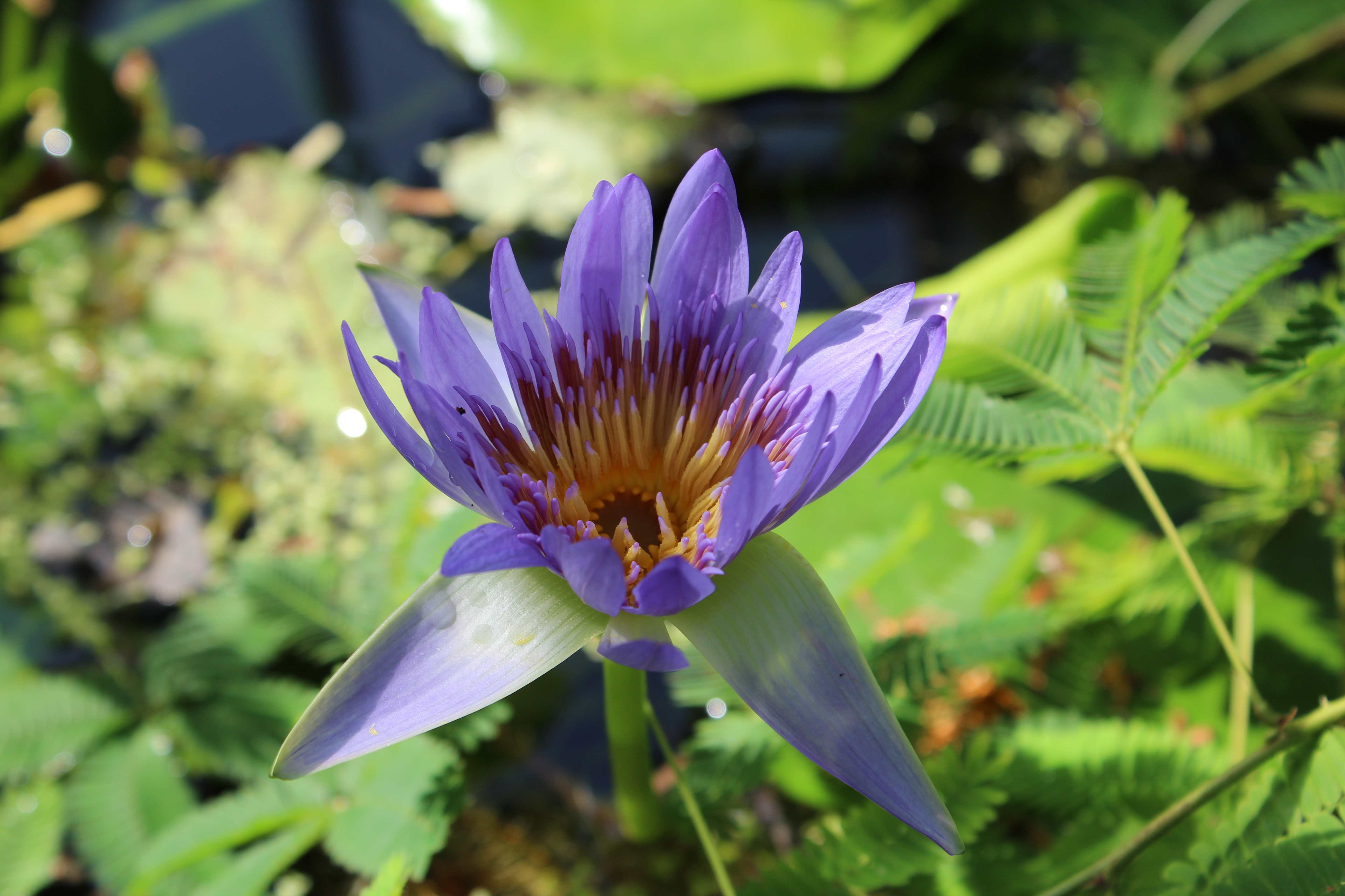 Nymphaeaceae,commonly called water lily