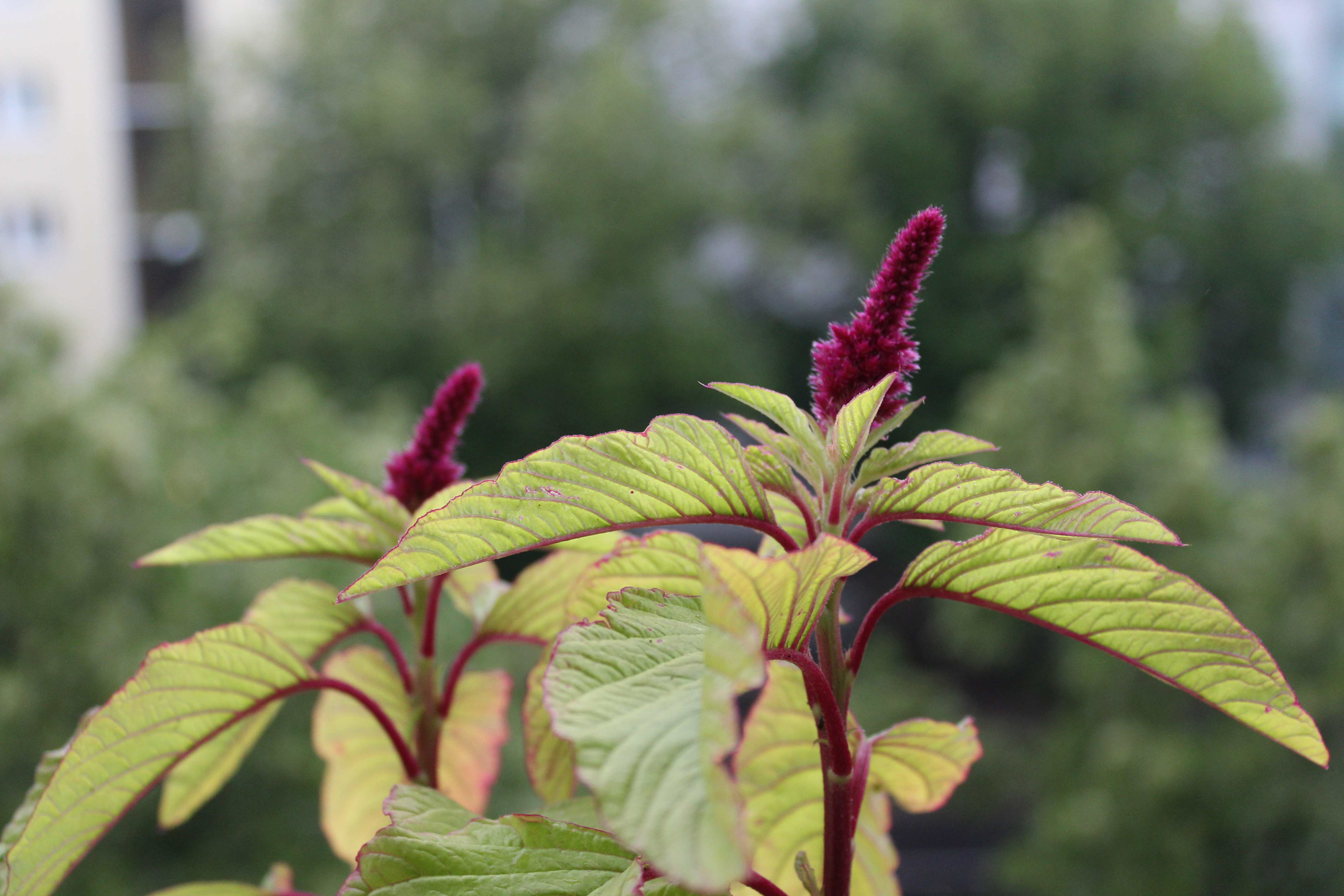 Amaranth