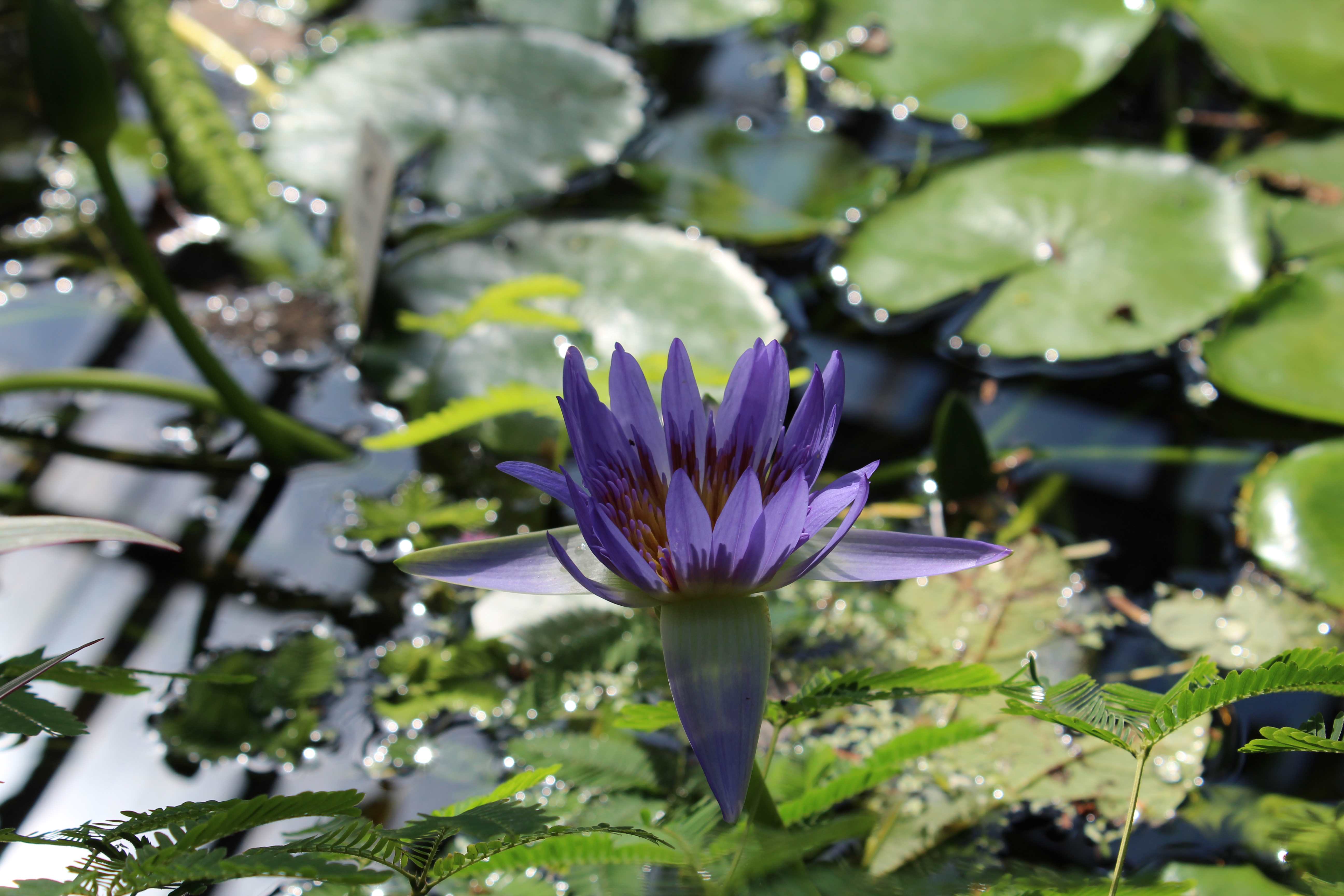 Nymphaeaceae,commonly called water lily