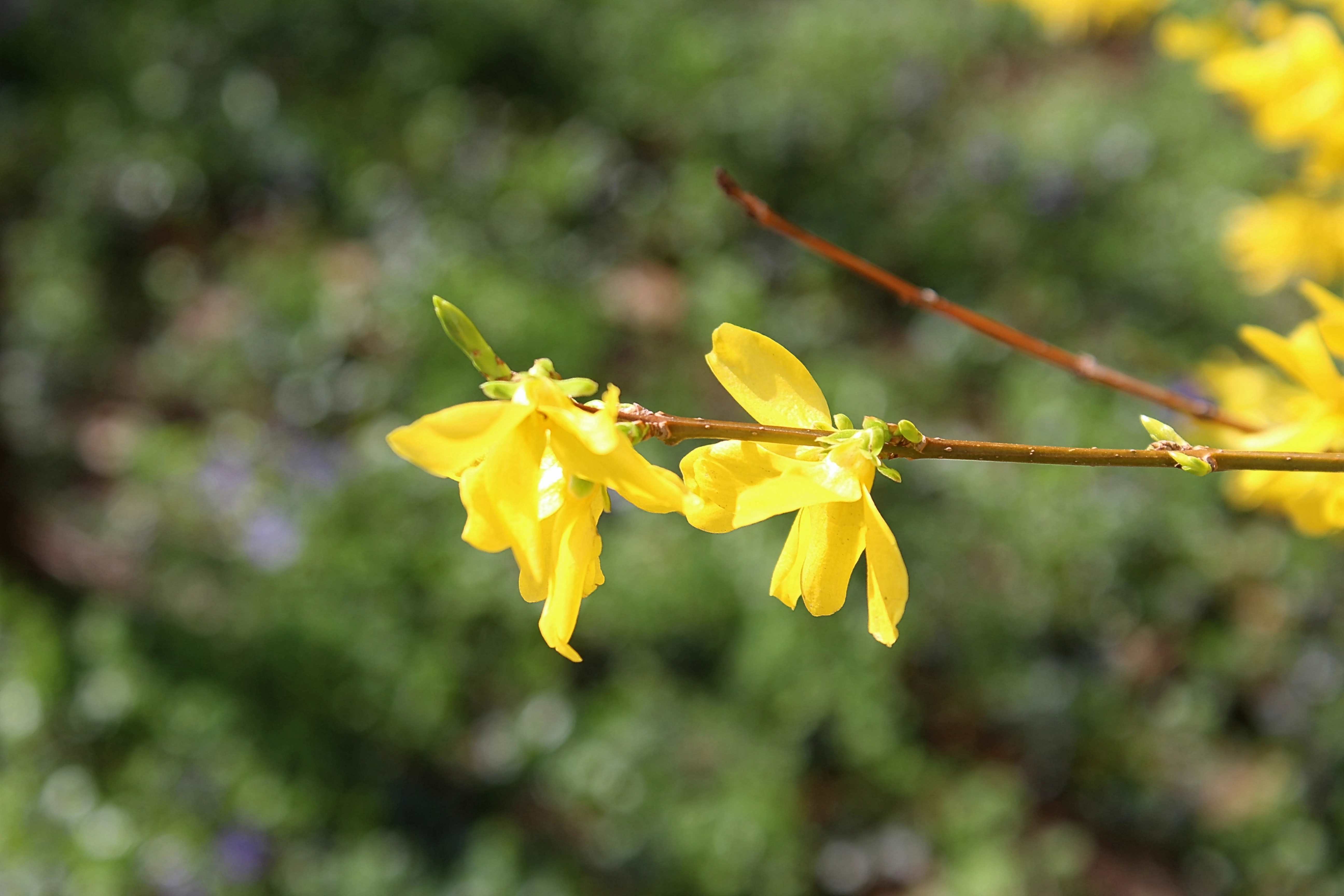 Forsythia