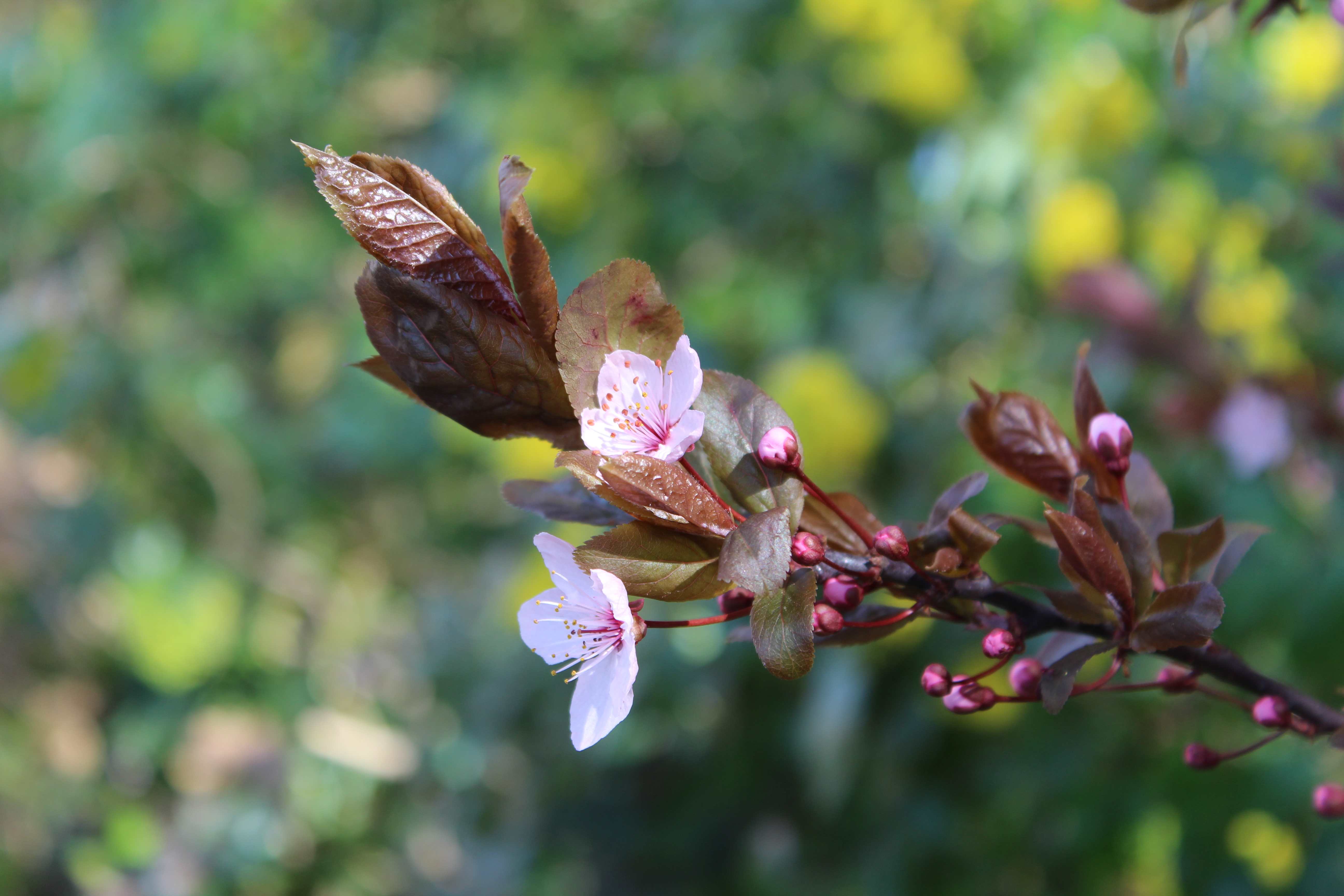 Prunus cerasifera 'Pissardii' Tree, common name: Purple Leaved Plum tree