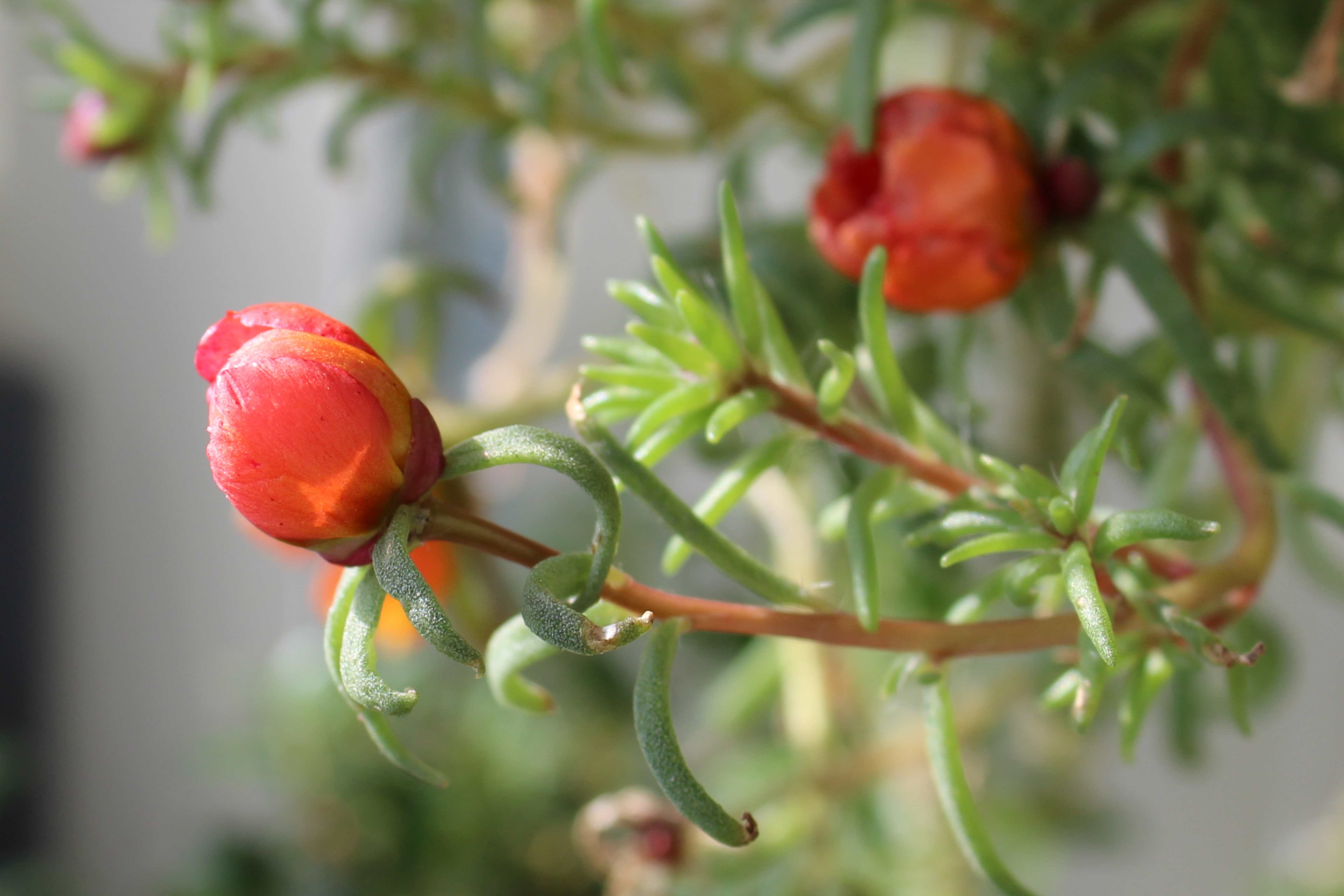 Portulaca grandiflora