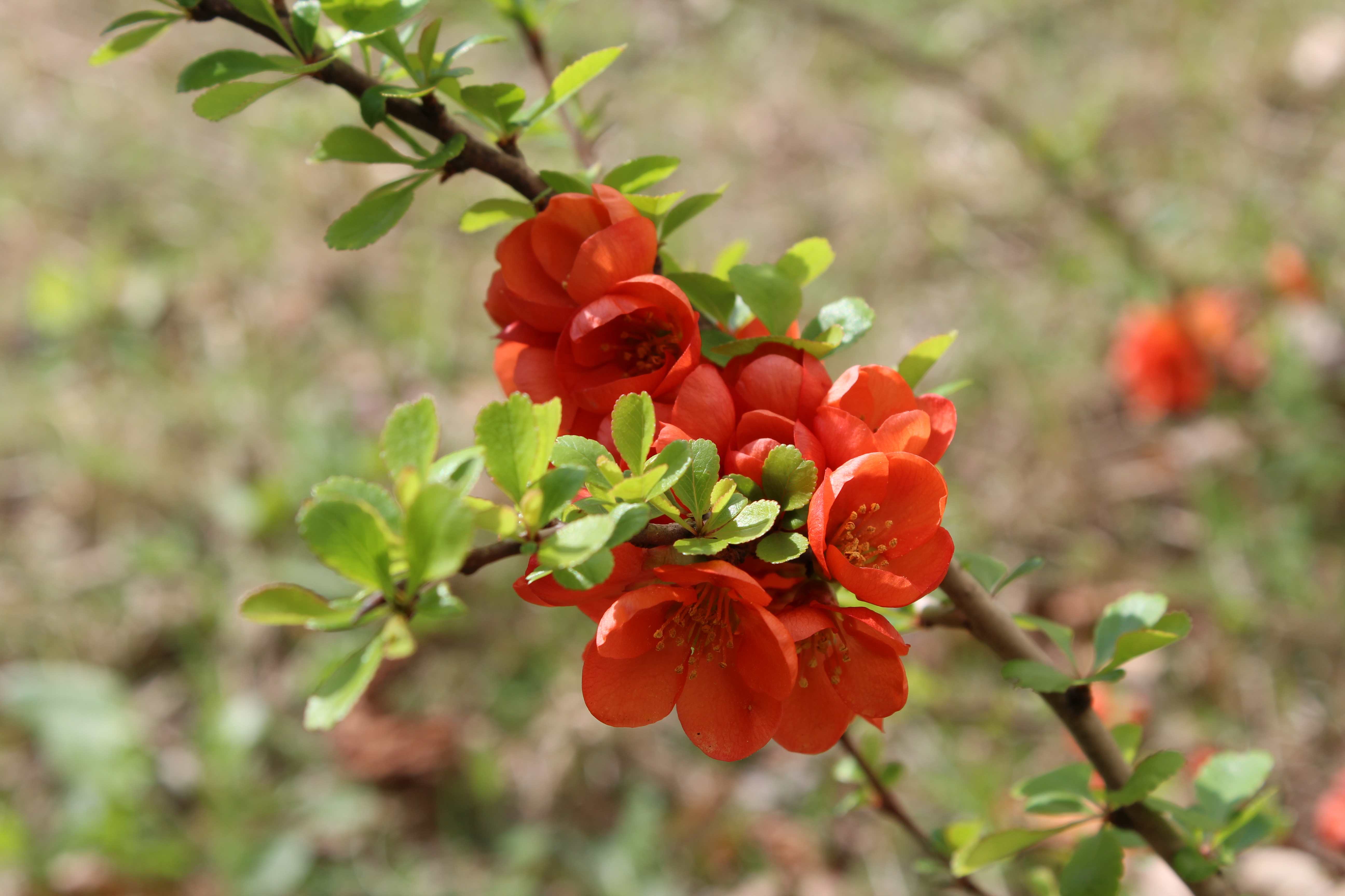 Chaenomeles japonica, known as either the Japanese quince 