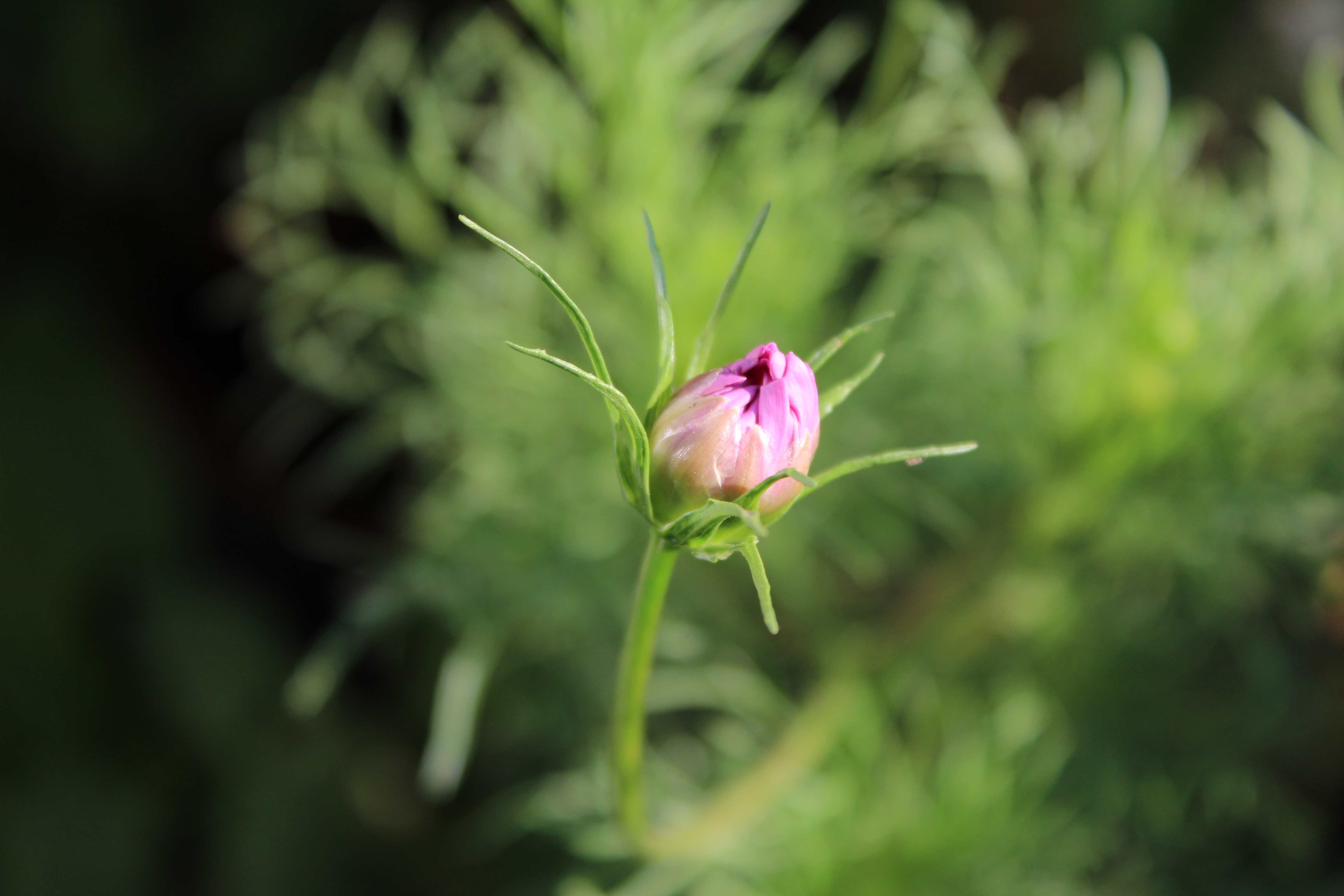 Cosmos bipinnatus, commonly called the garden cosmos or Mexican aster