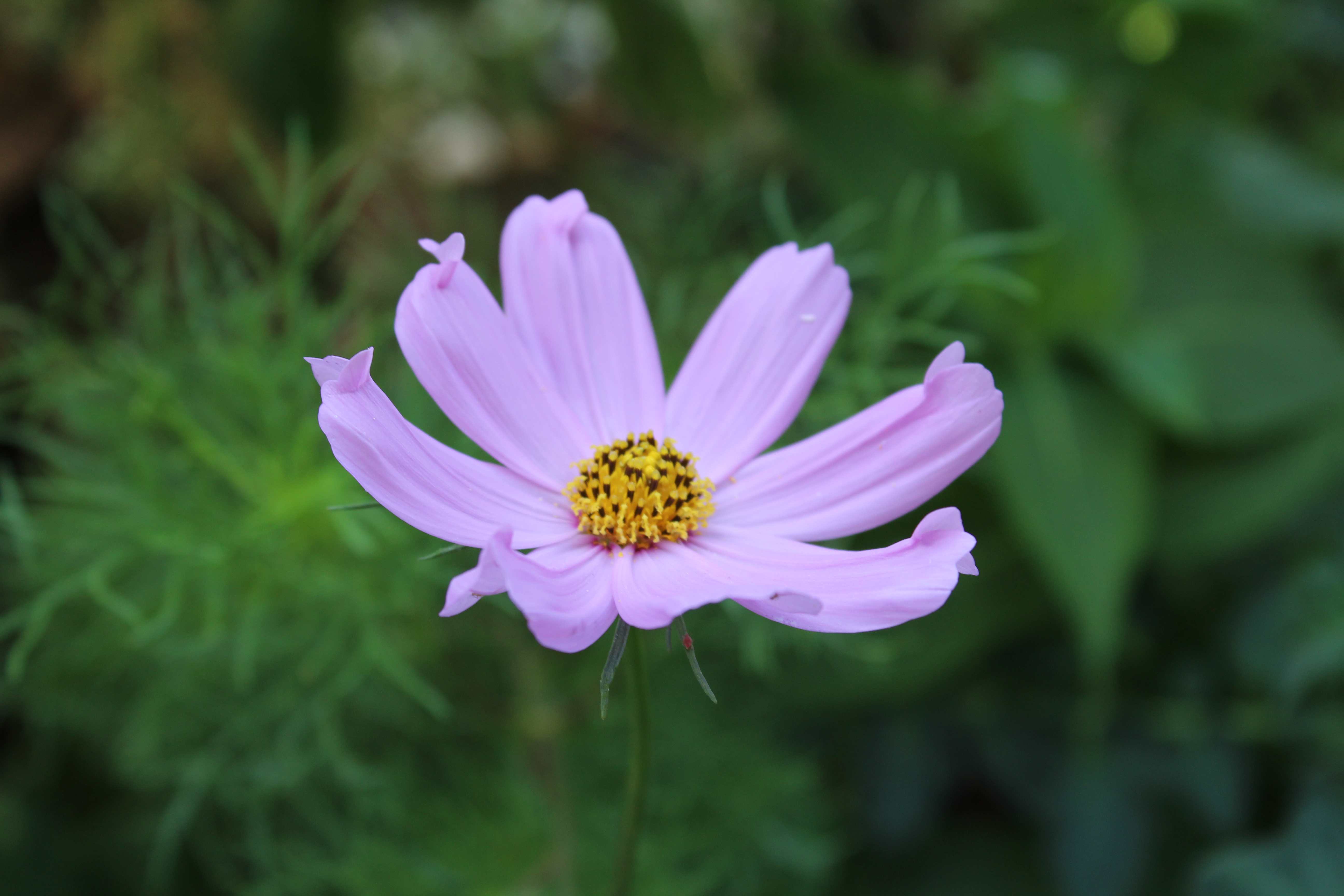 Cosmos bipinnatus, commonly called the garden cosmos or Mexican aster