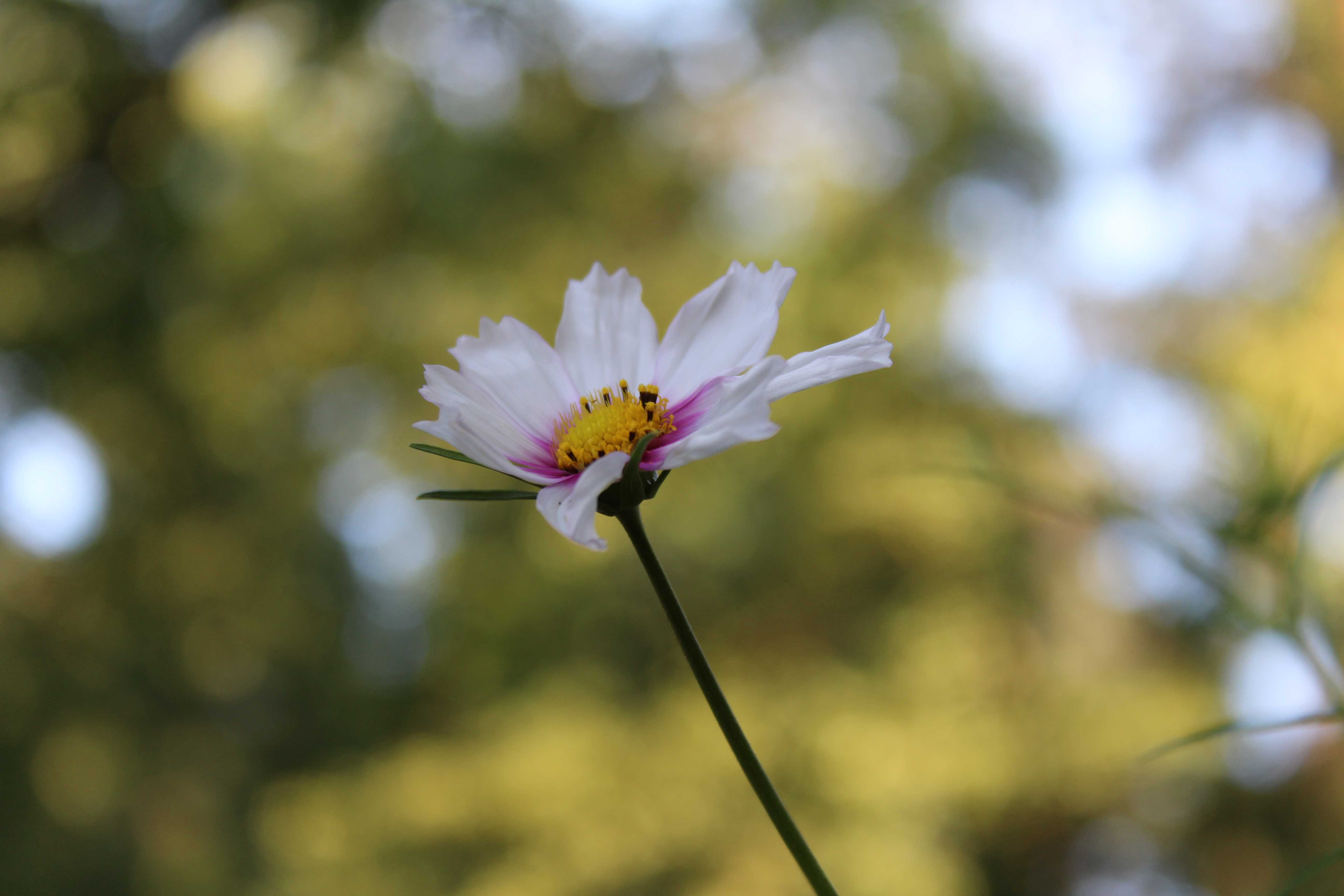 Cosmos bipinnatus, commonly called the garden cosmos or Mexican aster