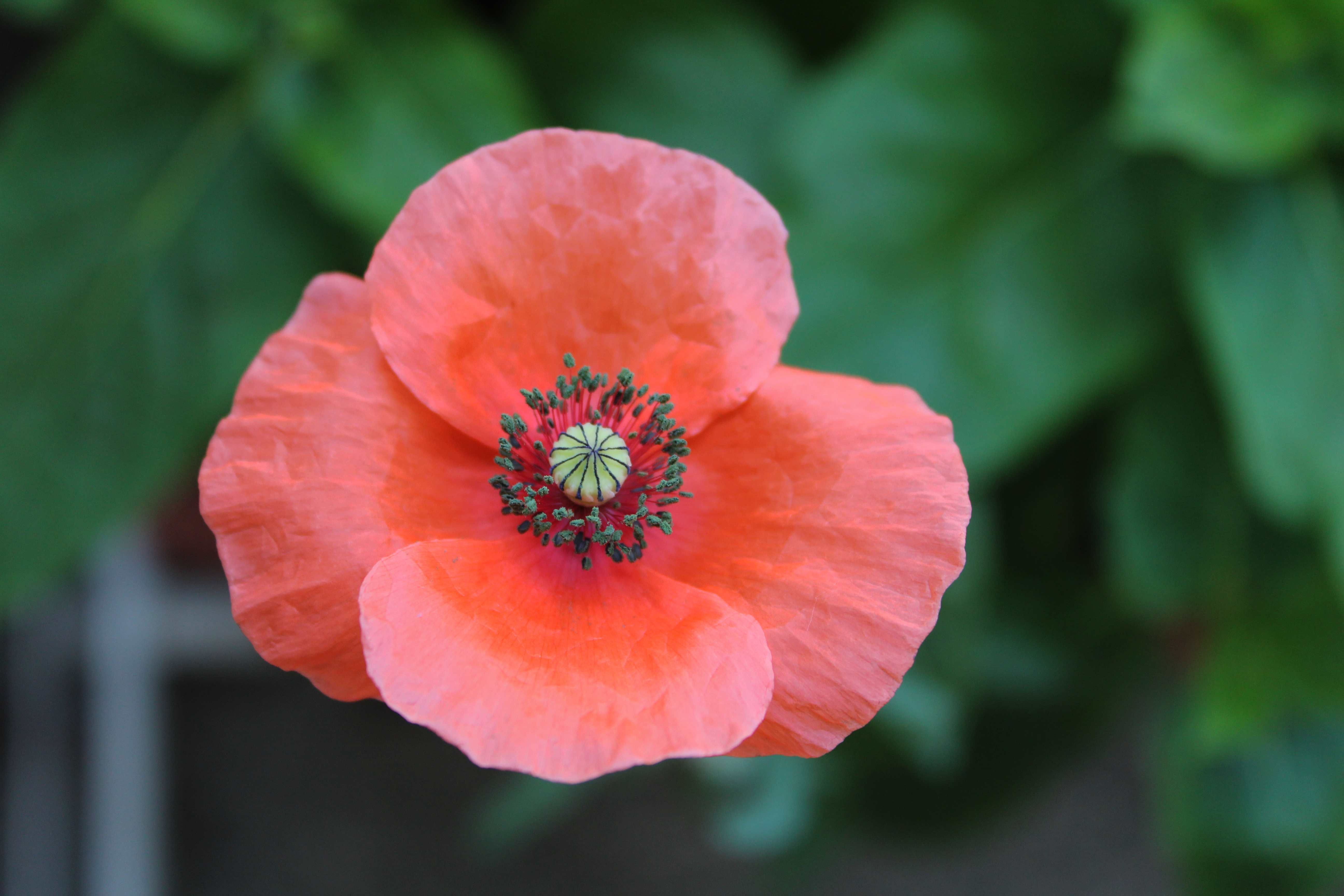 Poppy