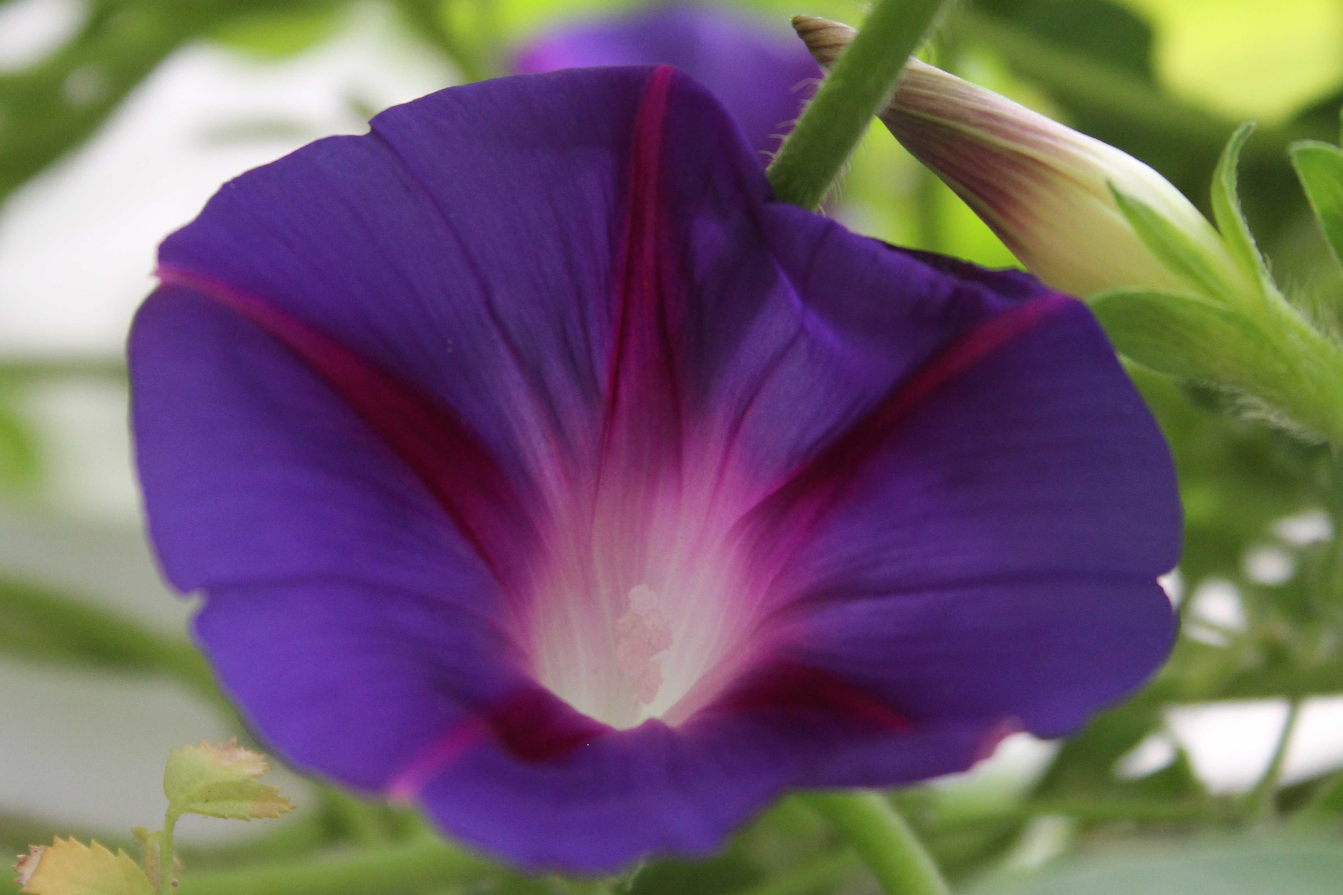 Ipomoea purpurea / Morning Glory