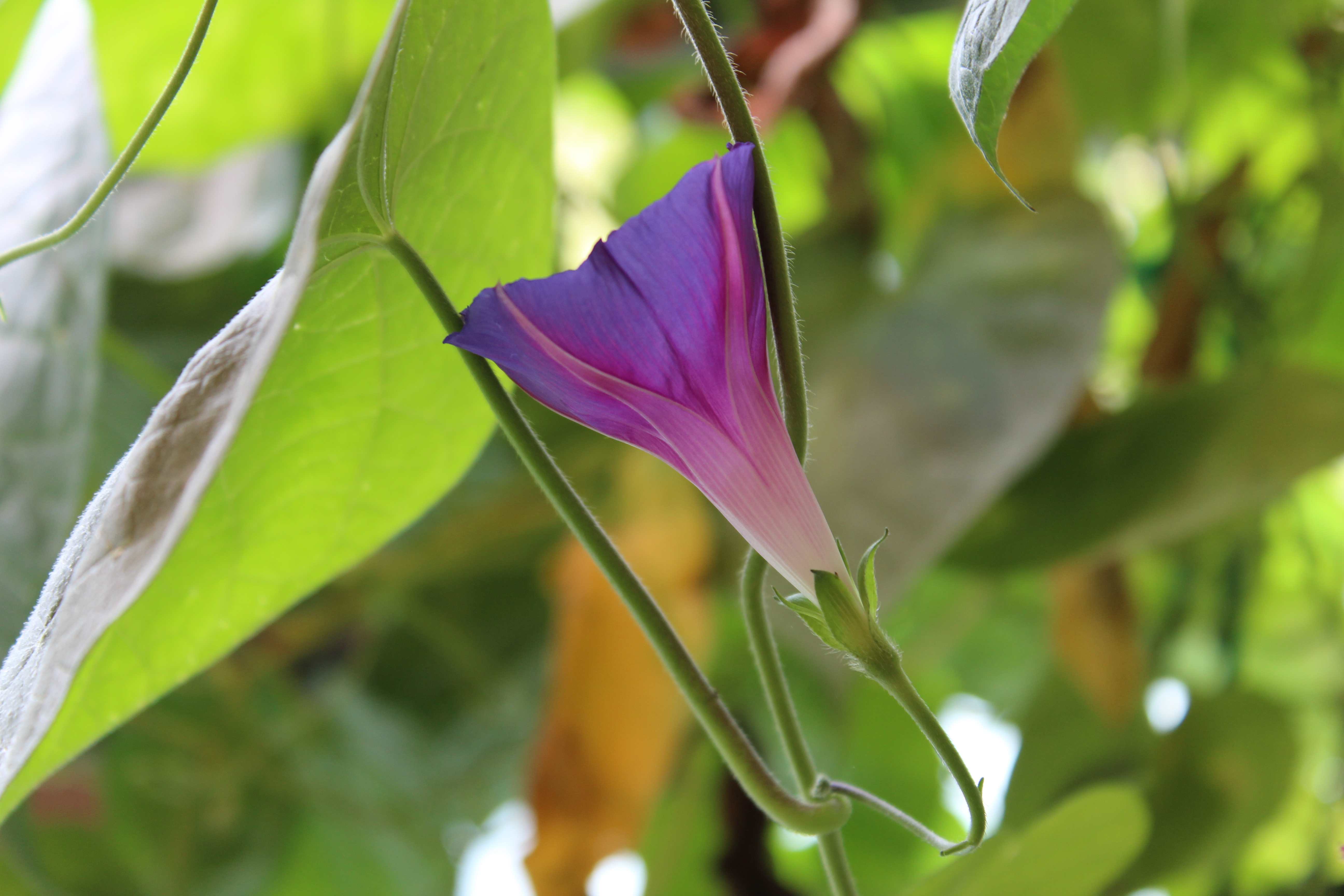 Ipomoea purpurea / Morning Glory