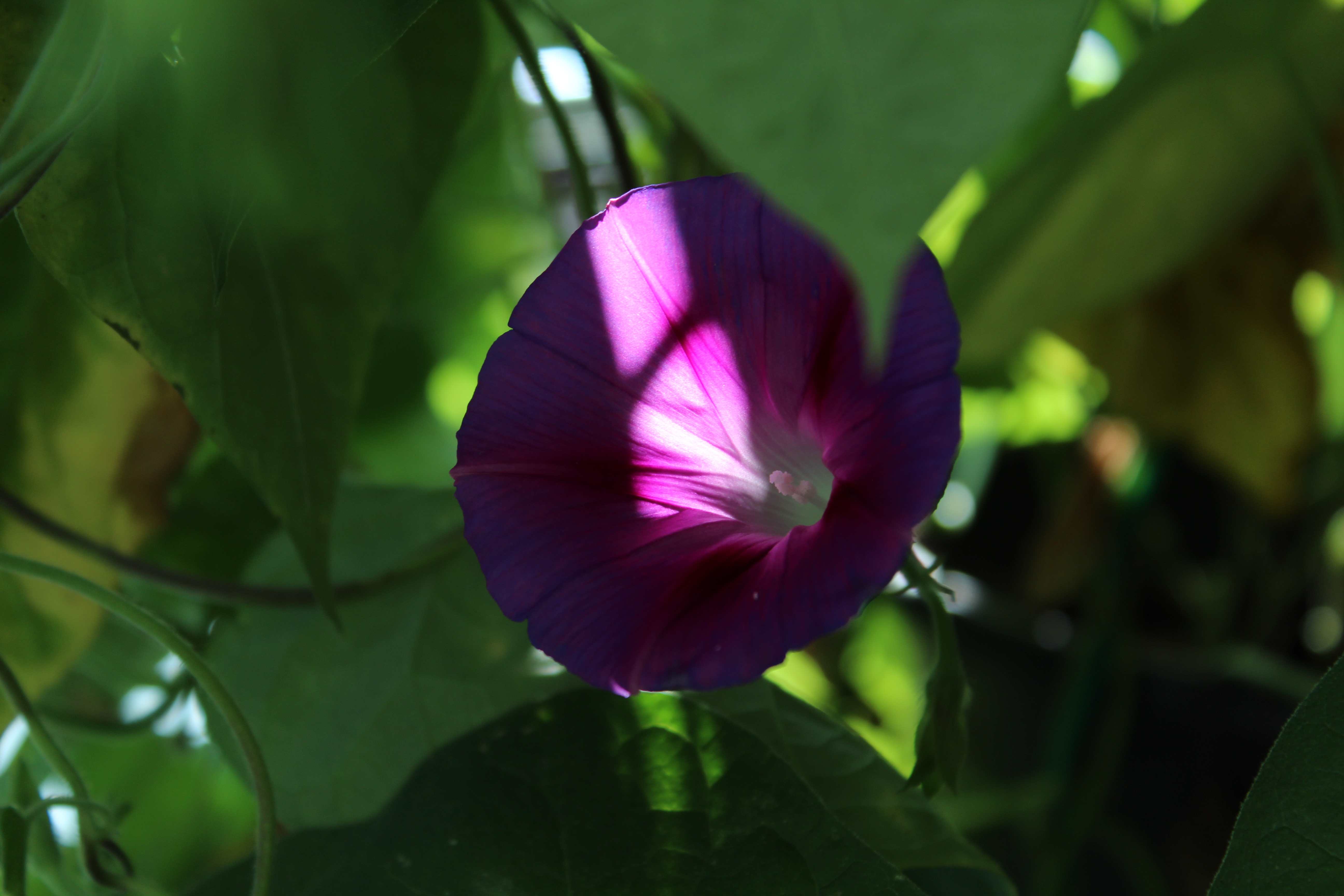 Ipomoea purpurea / Morning Glory