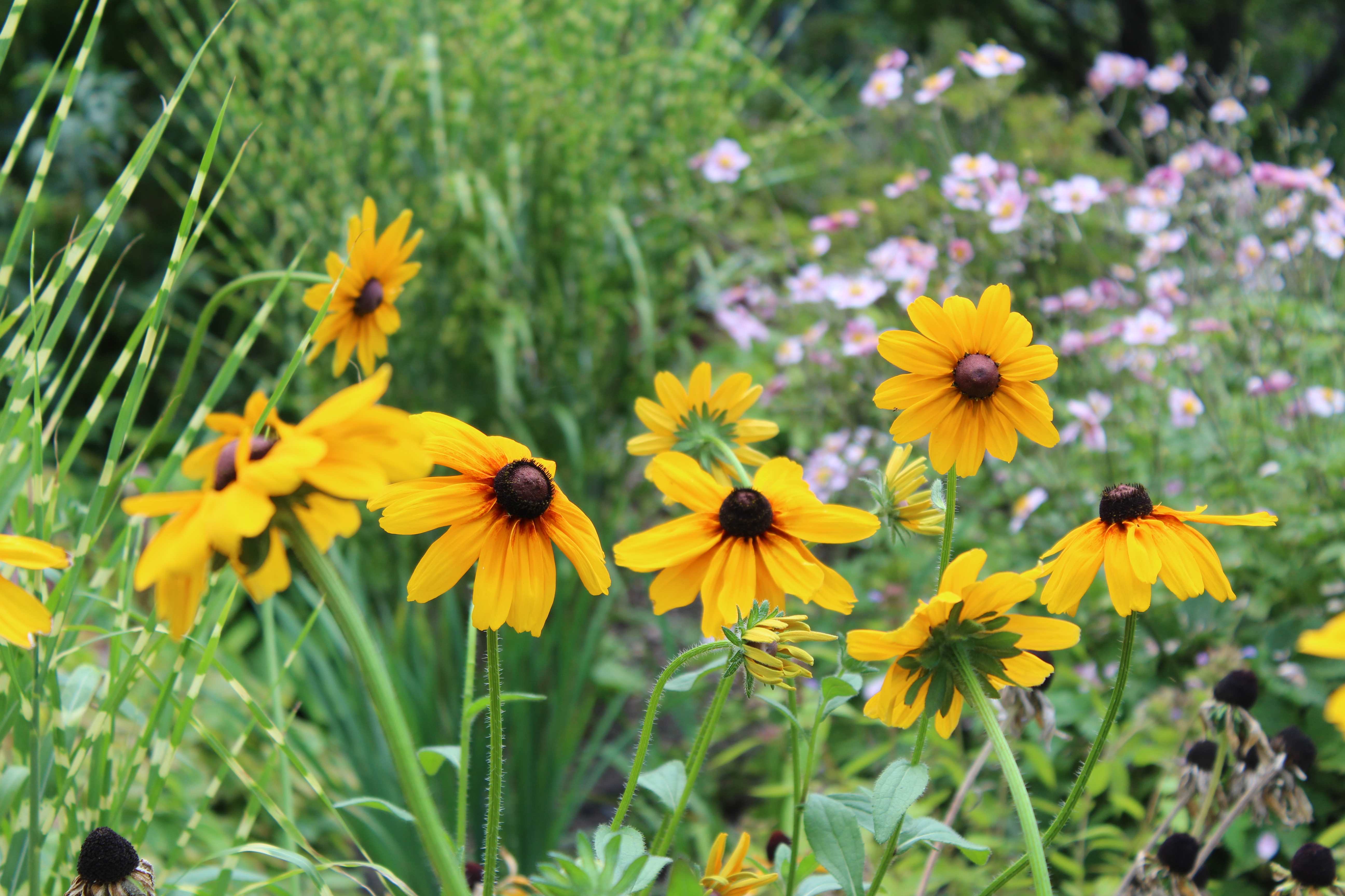 Rudbeckia hirta, commonly called black-eyed Susan