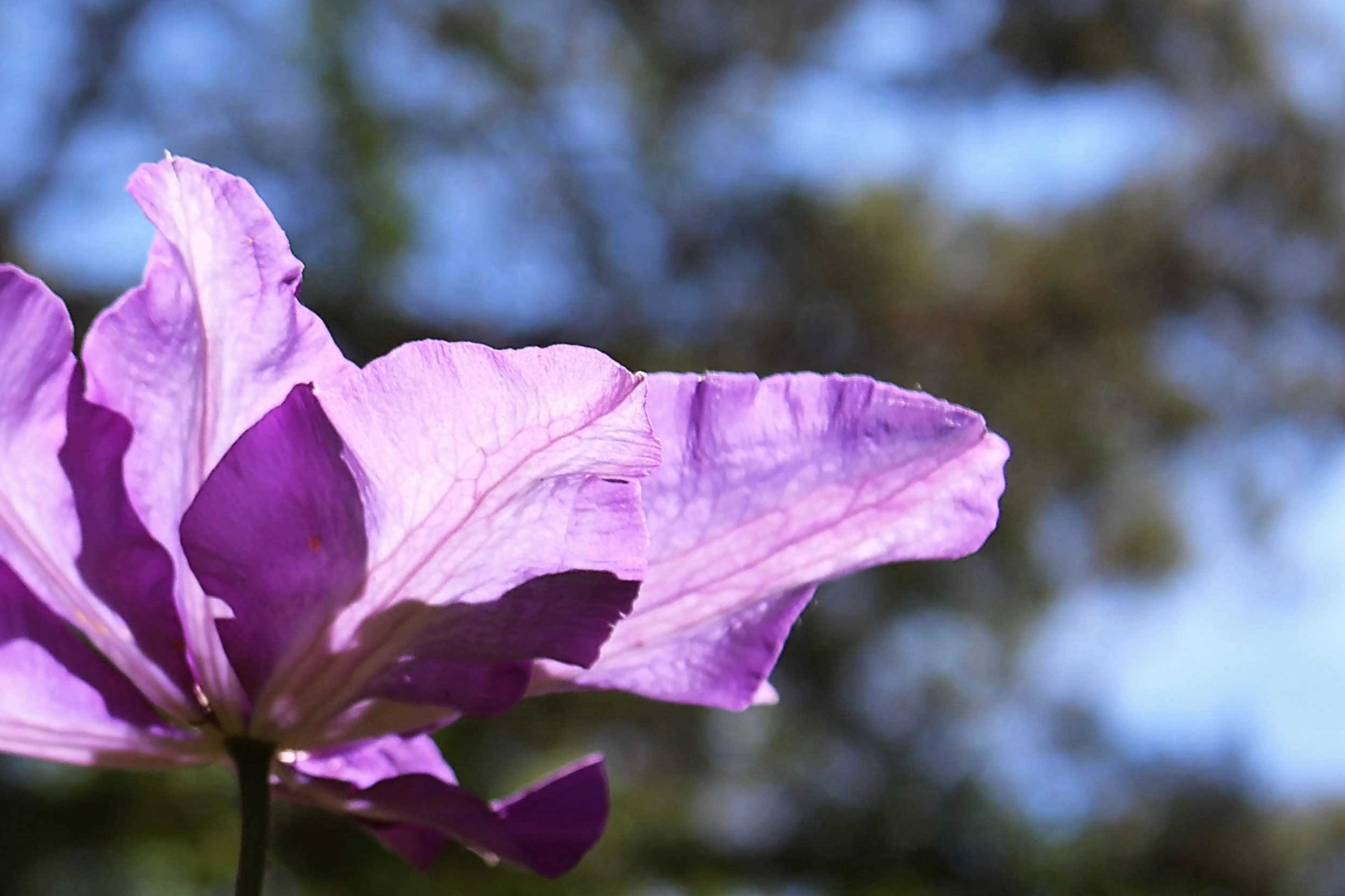 Clematis