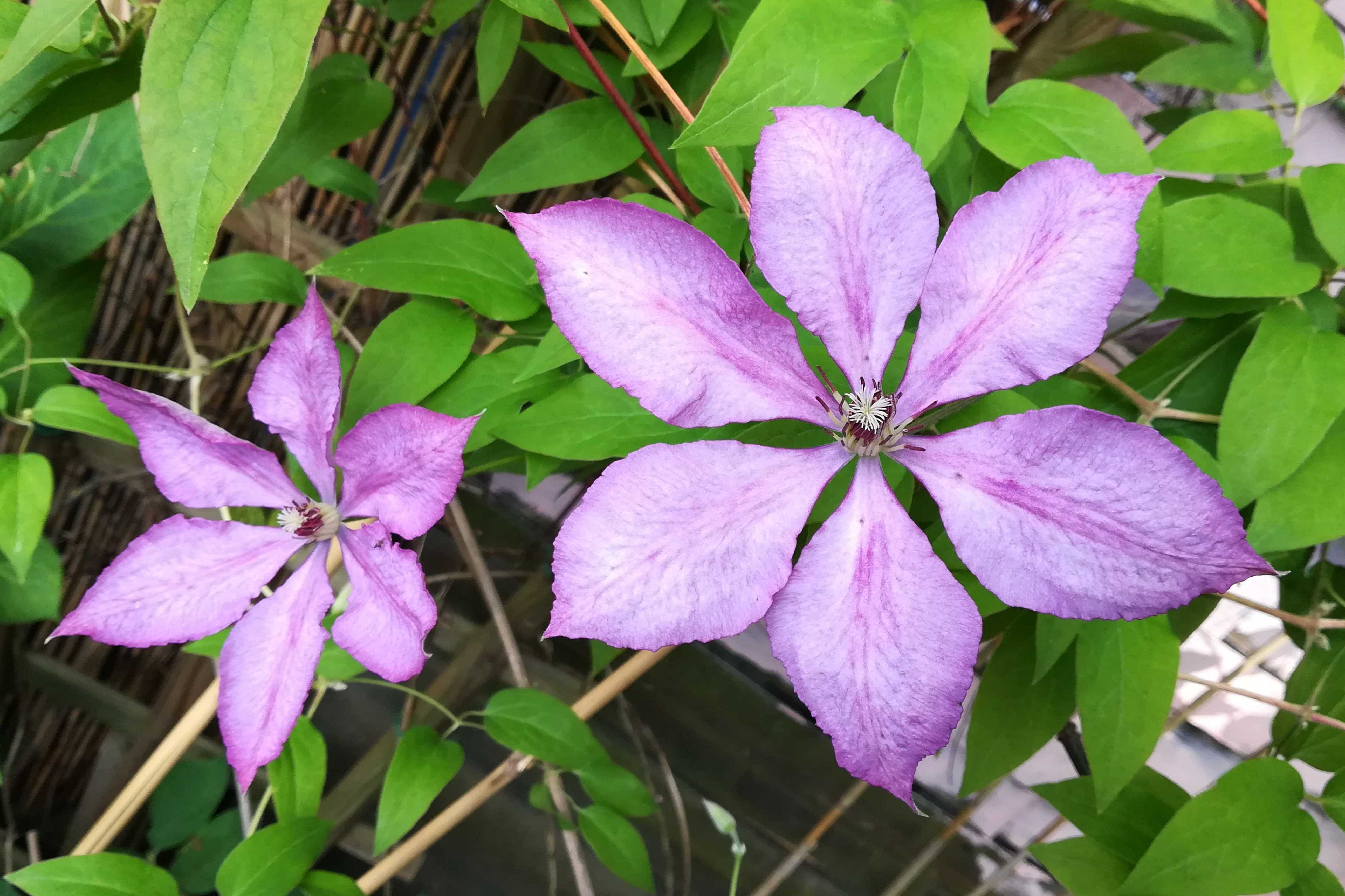 Clematis