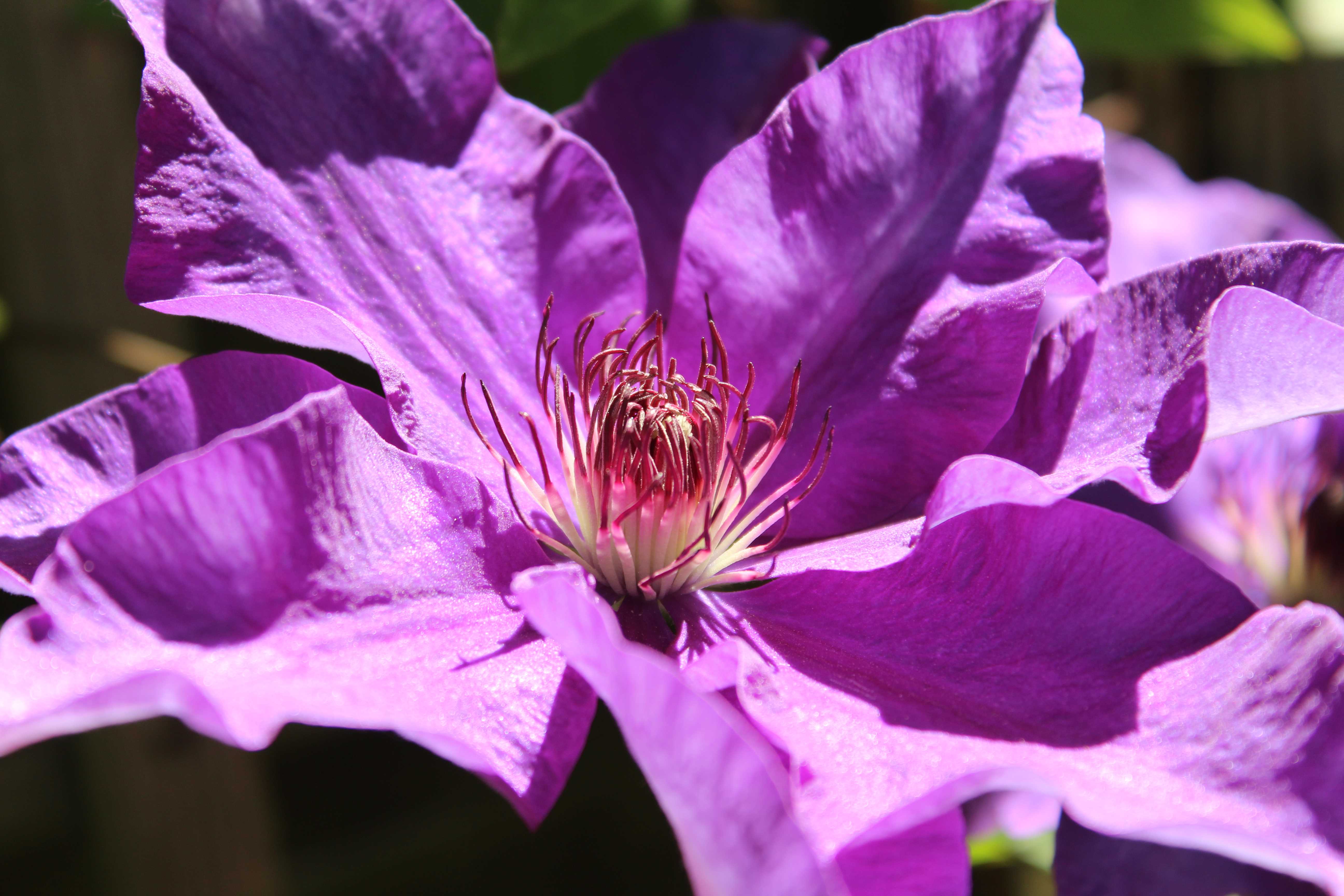 Clematis