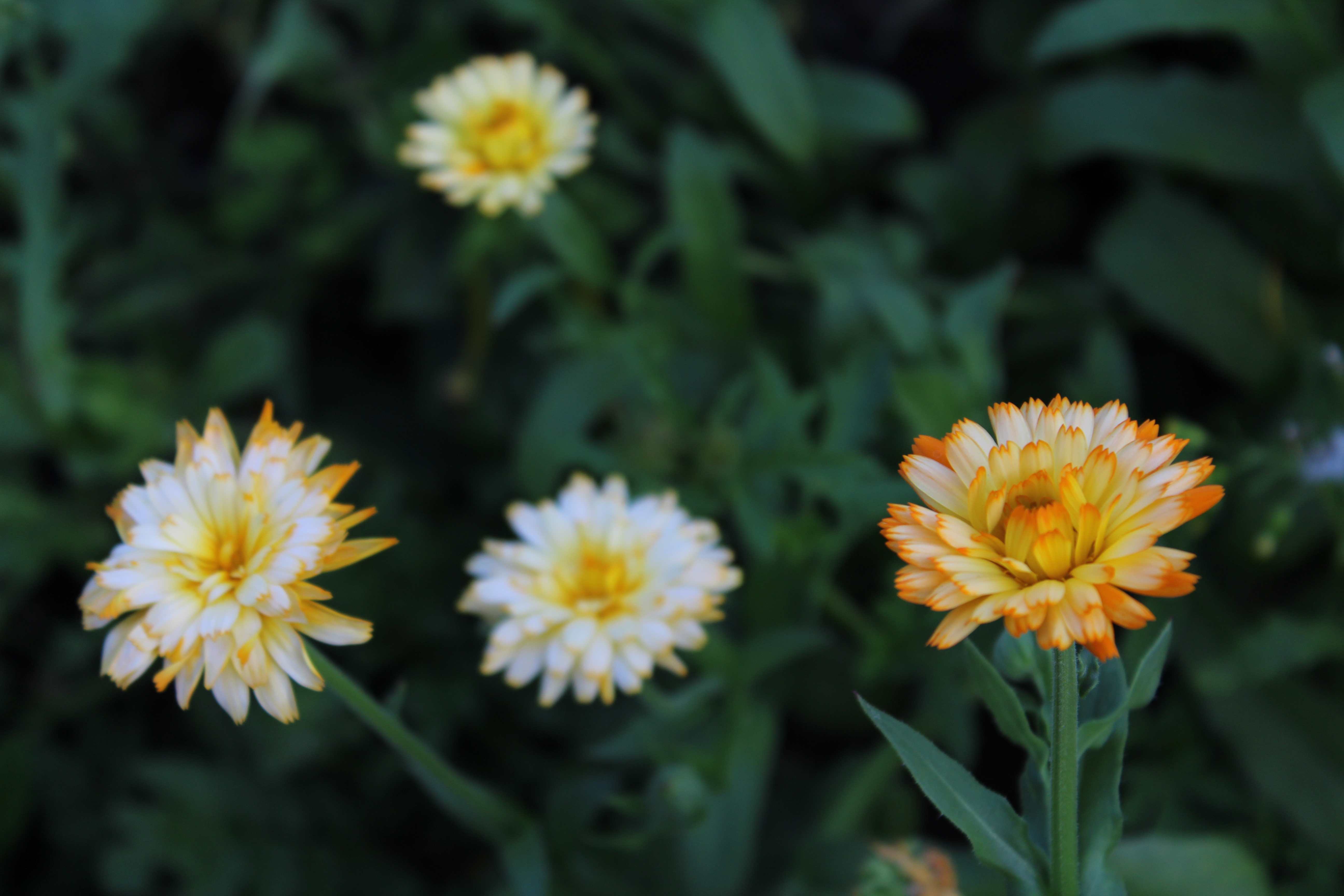 English Marigold (Calendula officinalis)