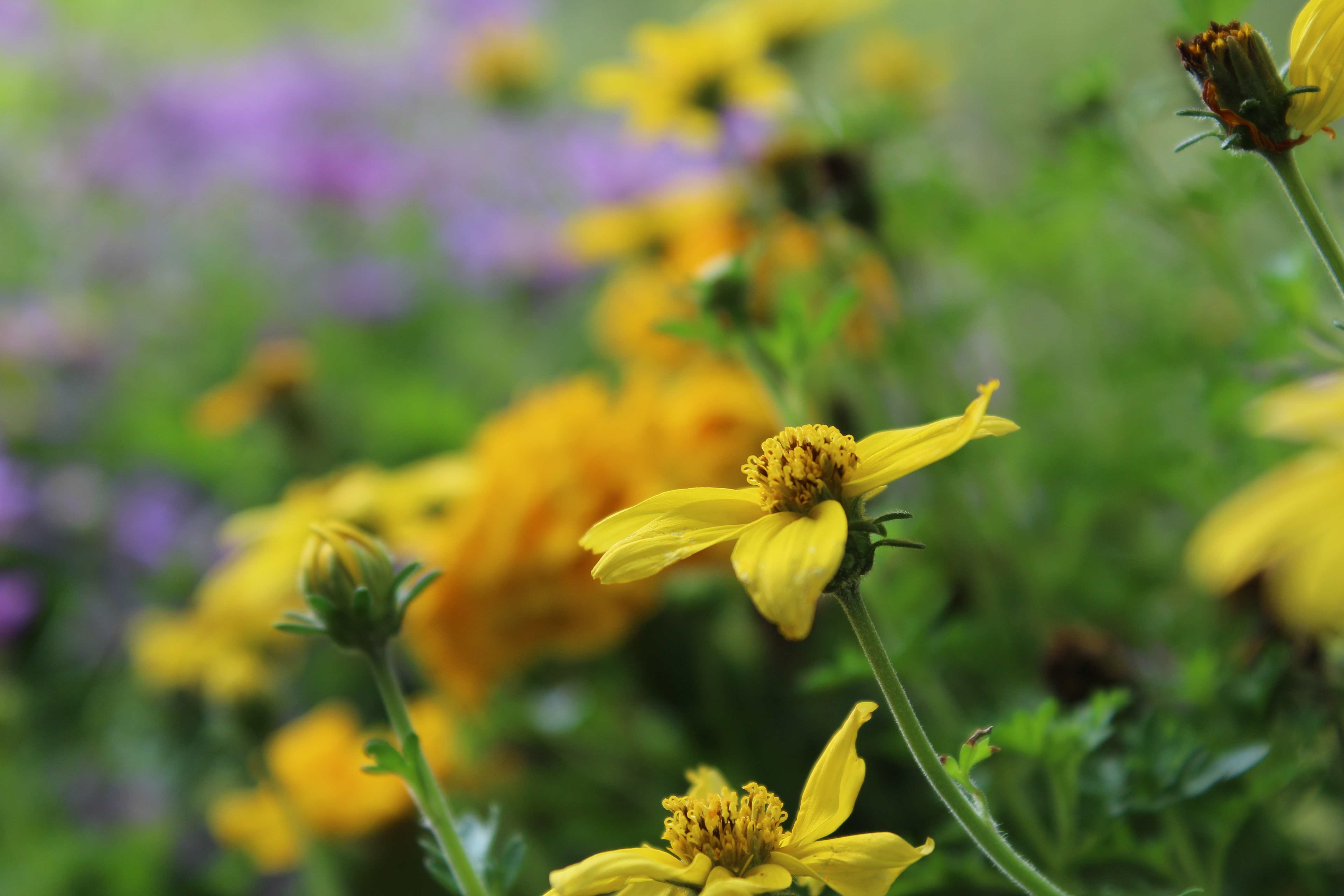 Cosmos sulphureus is also known as sulfur cosmos and yellow cosmos