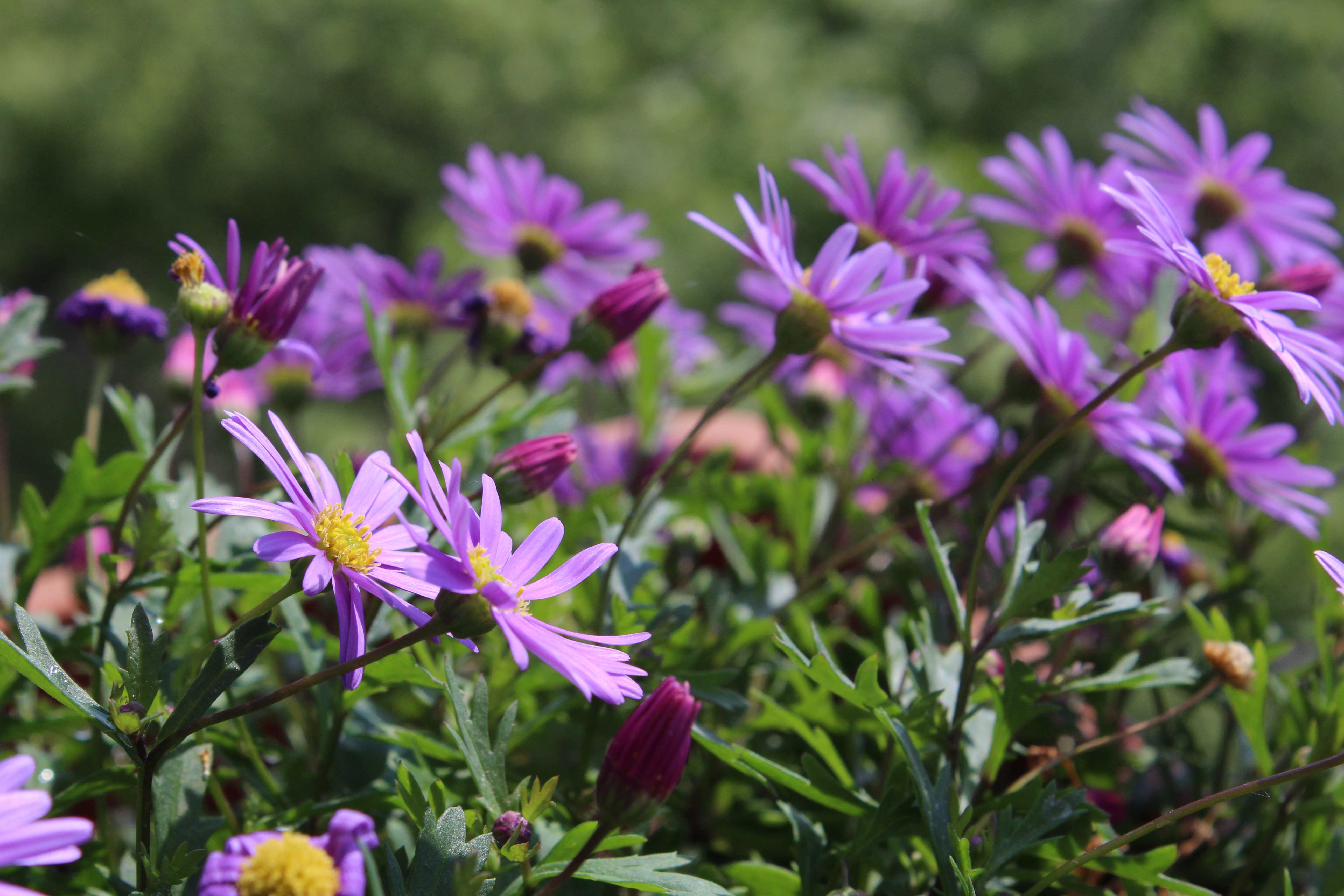 Brachyscome iberidifolia, the Swan River daisy