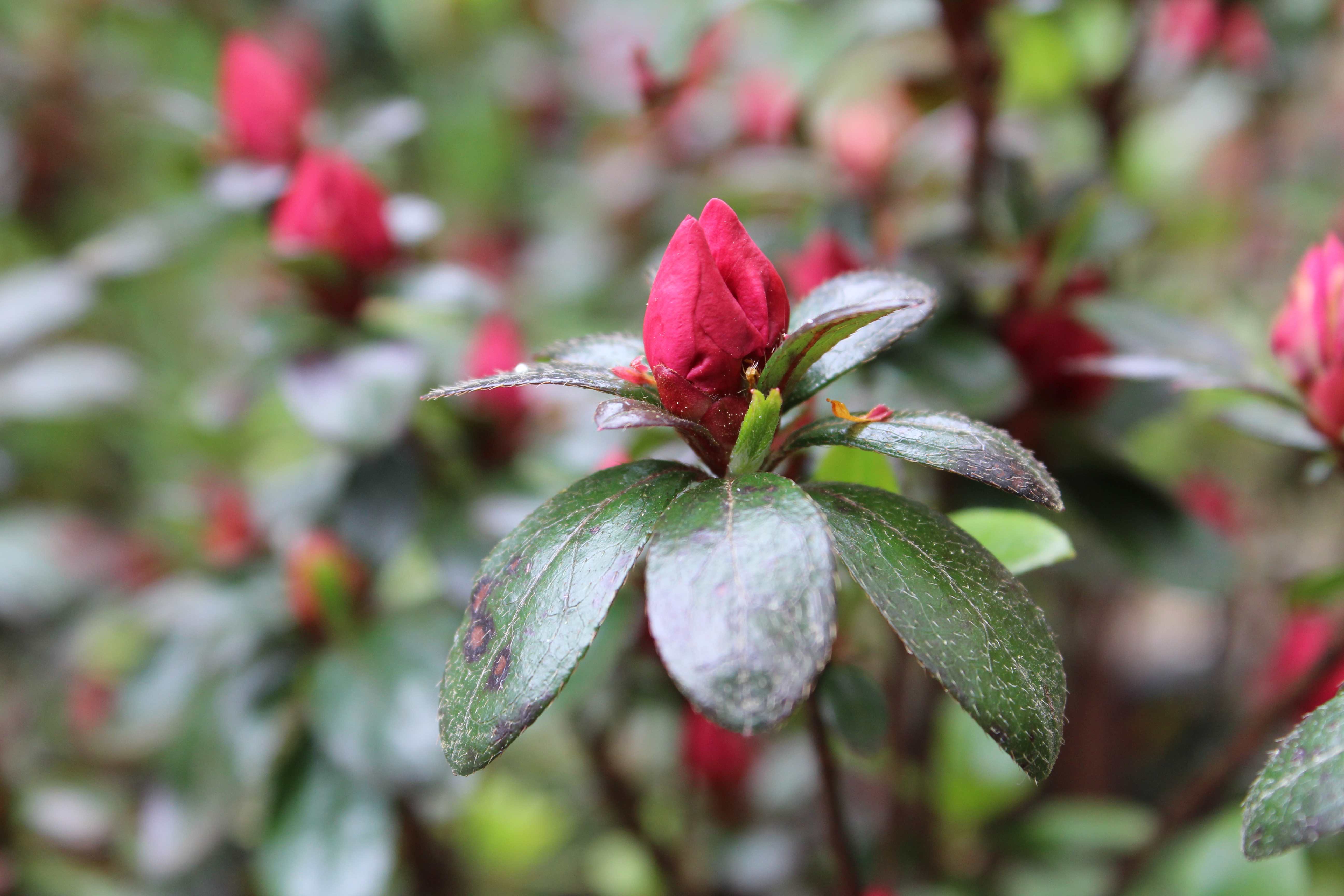 Azalea Firelight