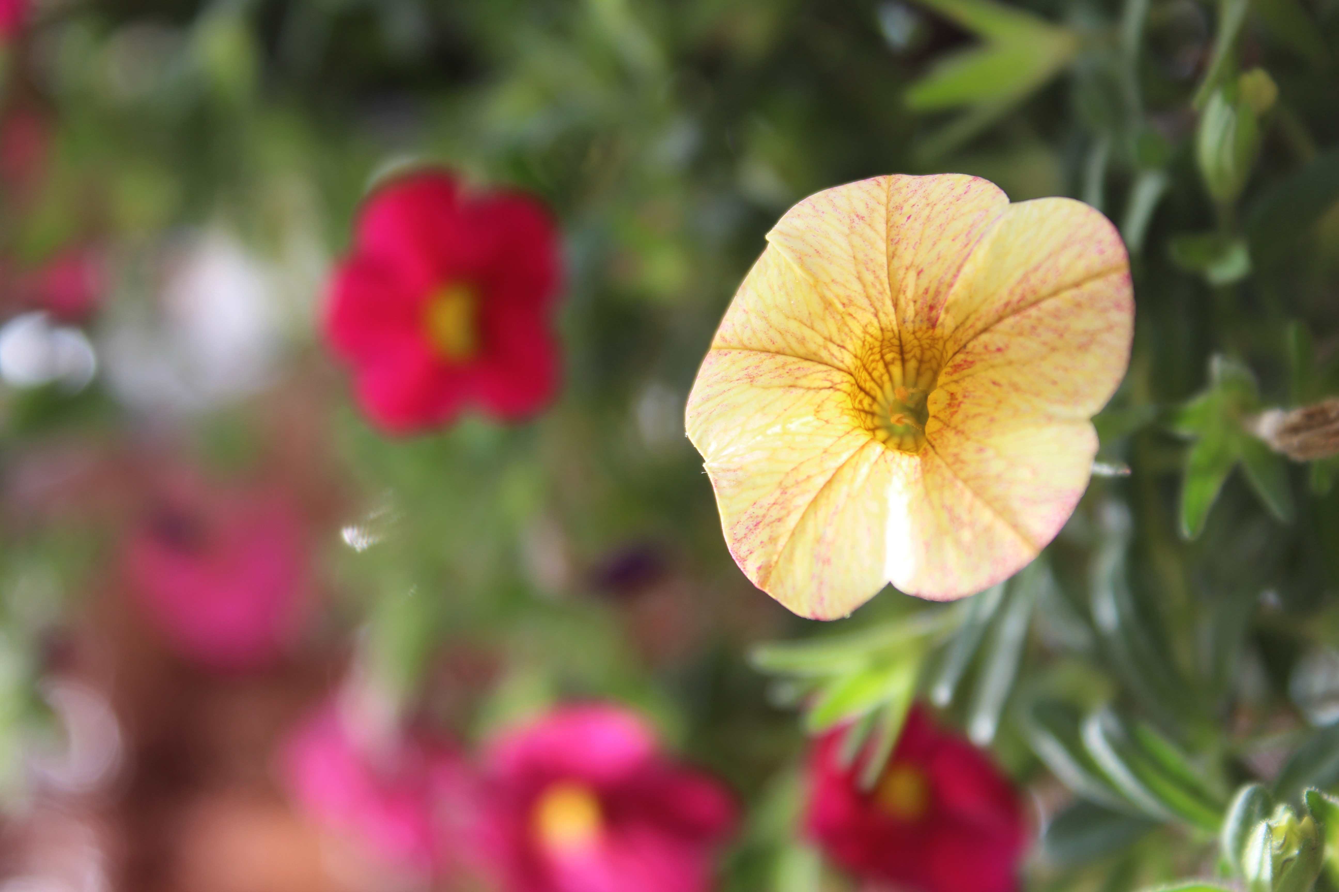 Calibrachoa