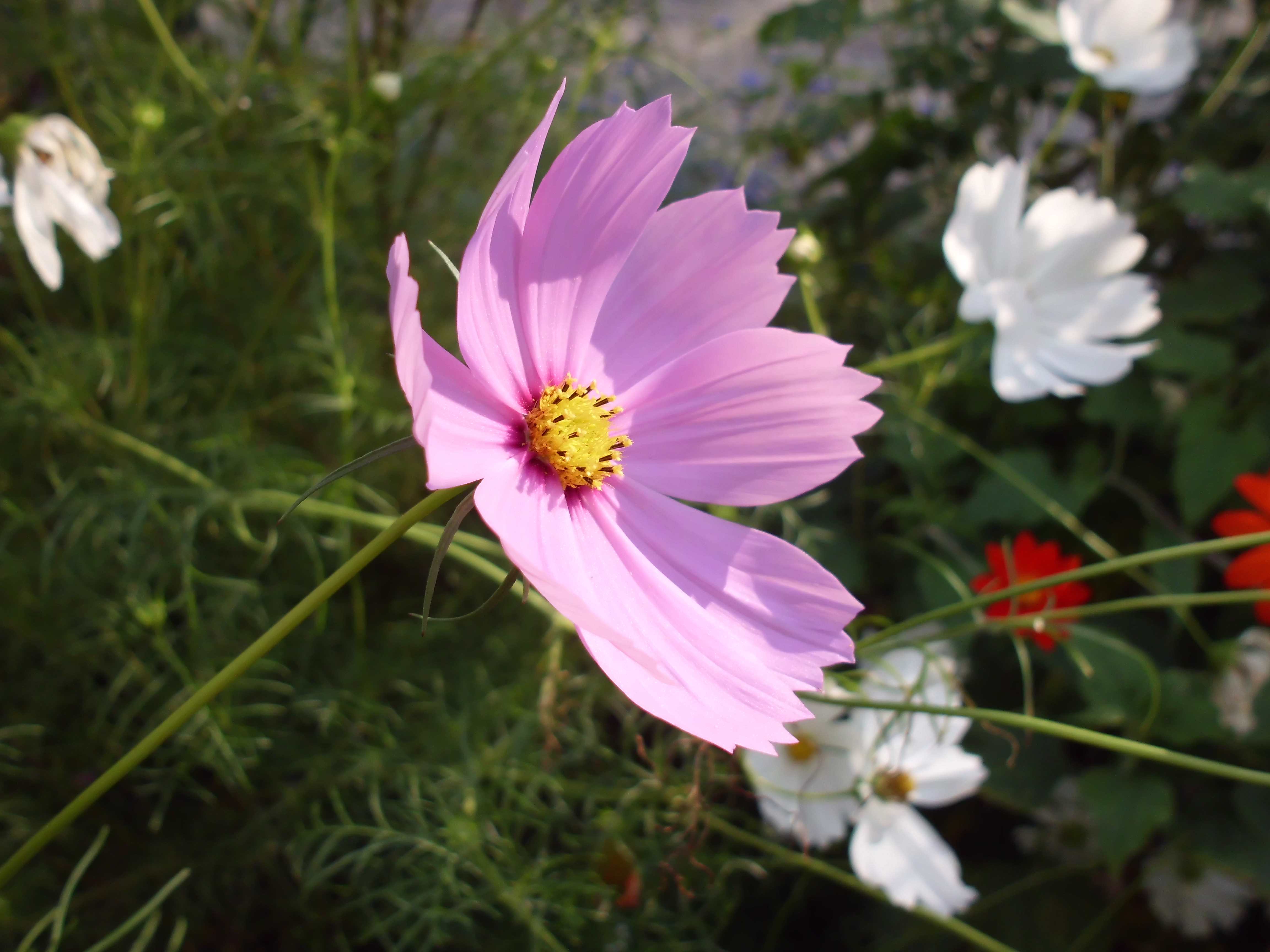 Cosmos bipinnatus, commonly called the garden cosmos or Mexican aster