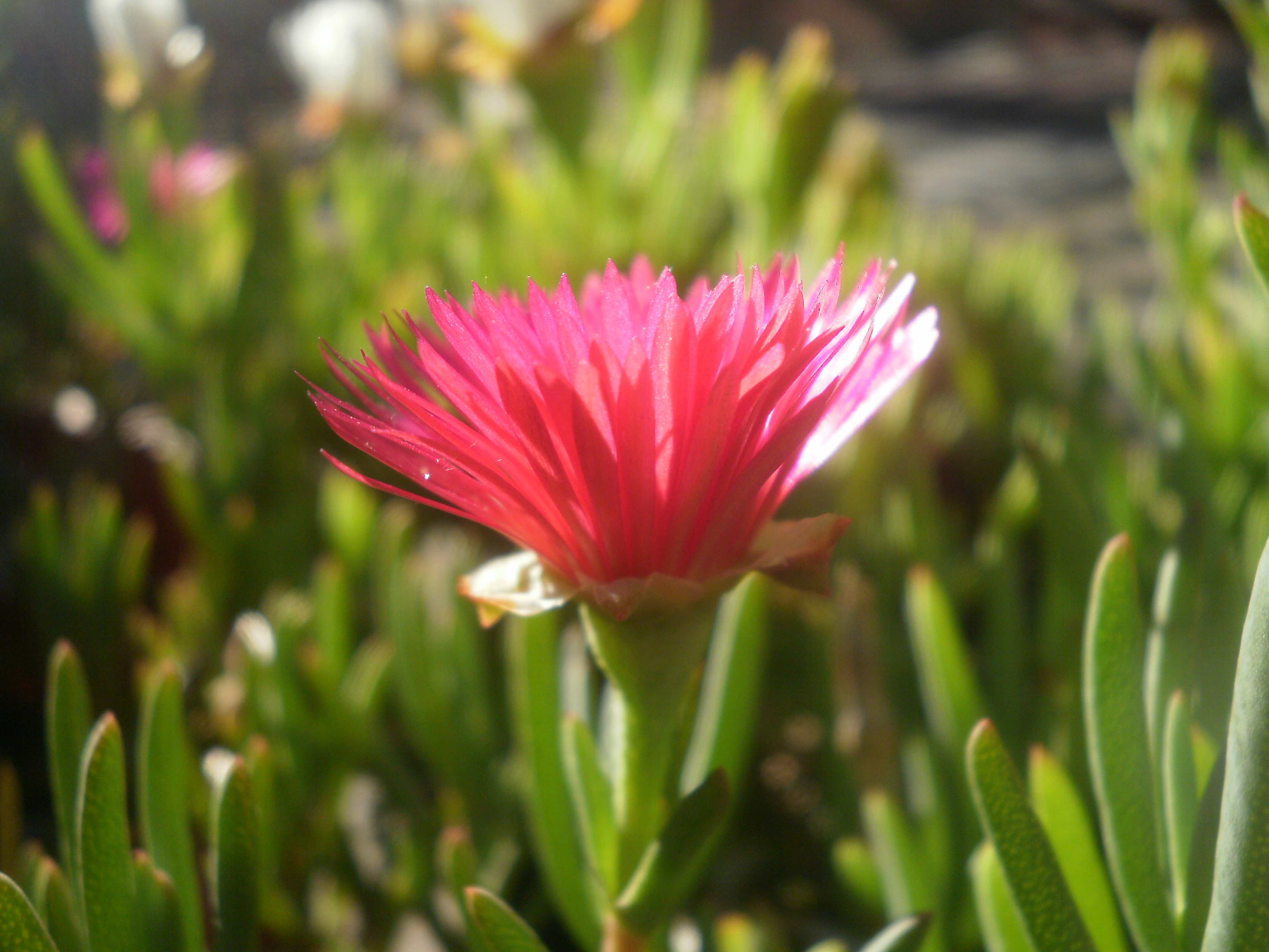 Lampranthus multiradiatus