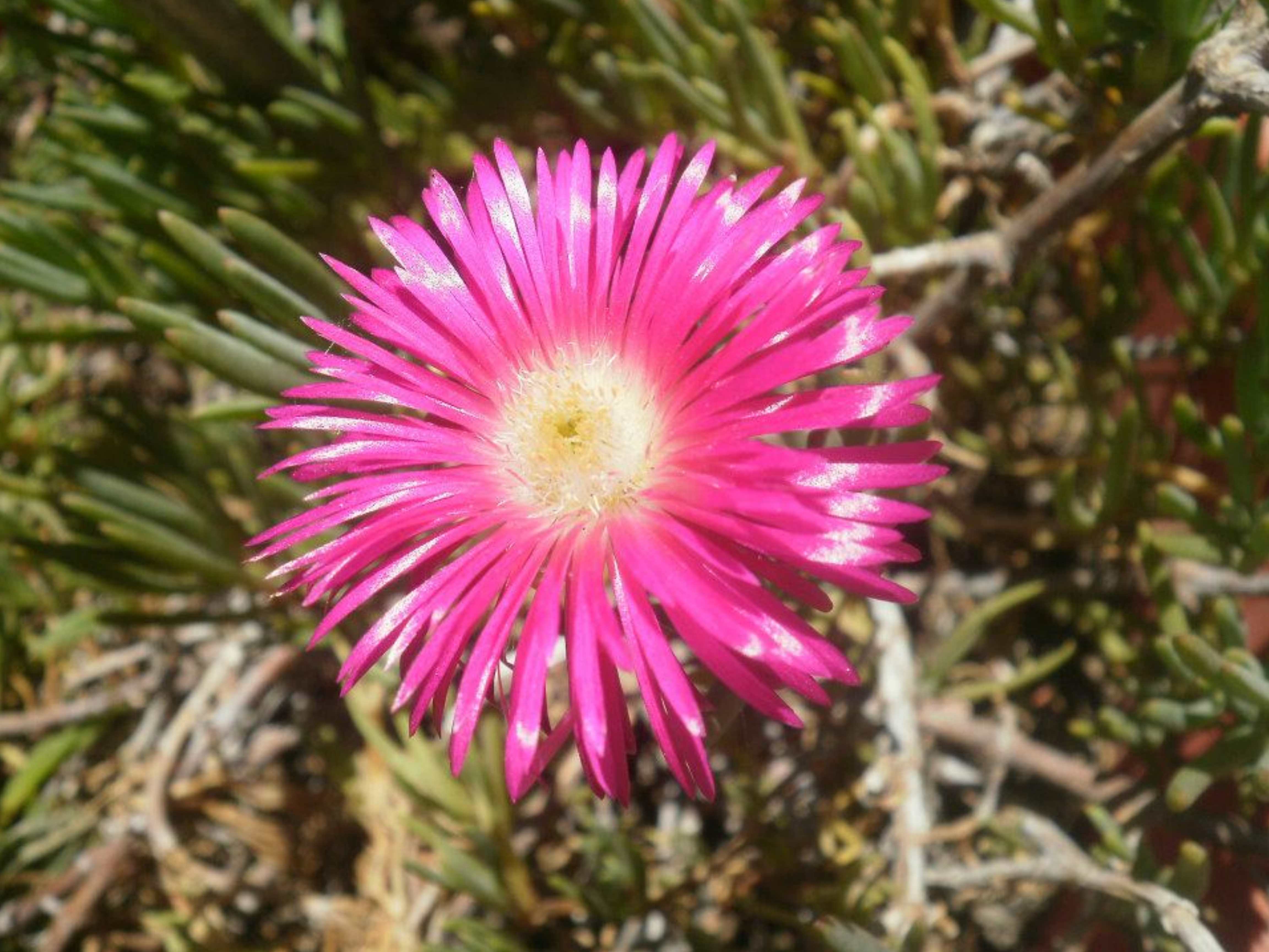 Lampranthus multiradiatus