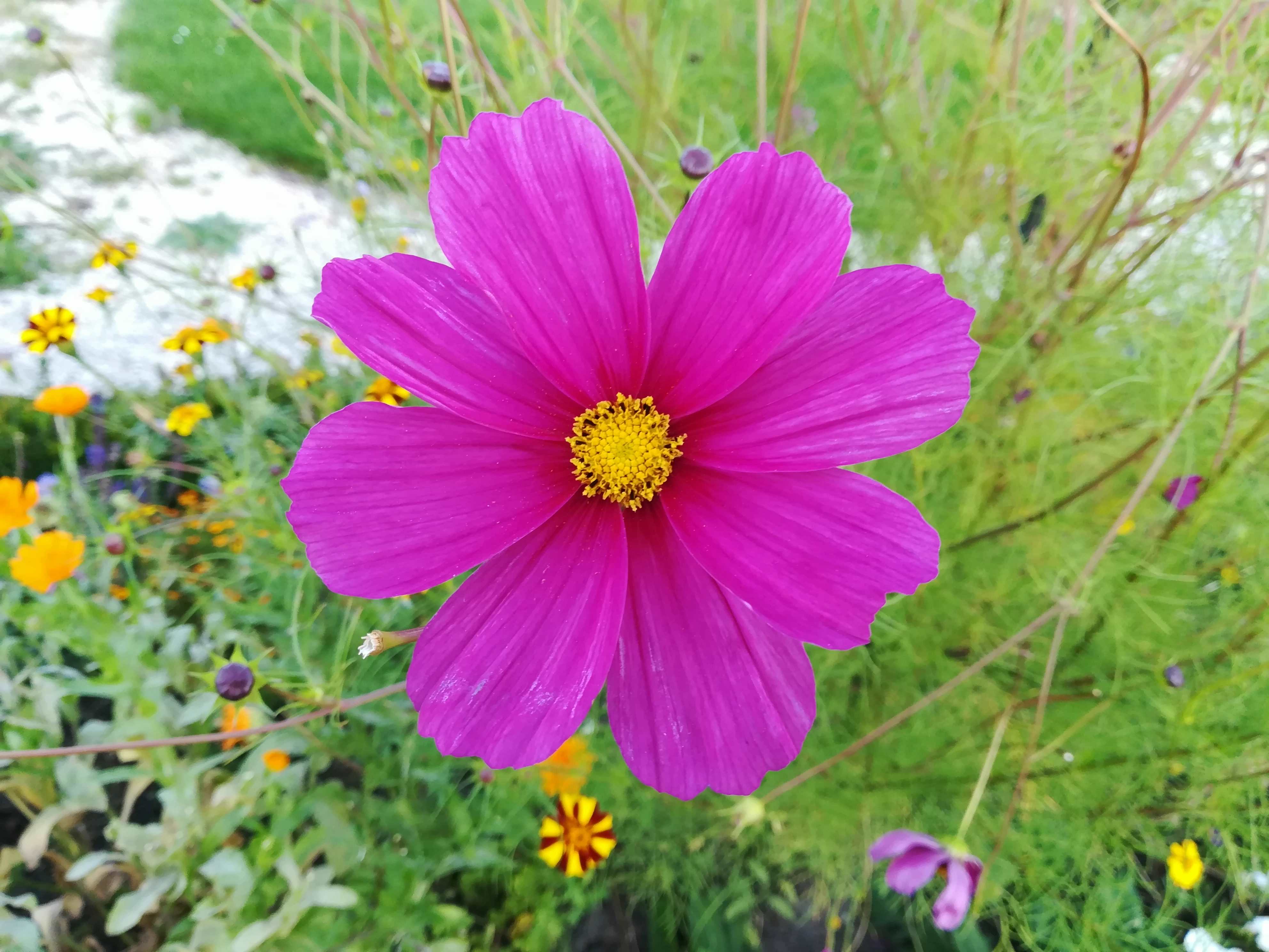 Cosmos bipinnatus, commonly called the garden cosmos or Mexican aster