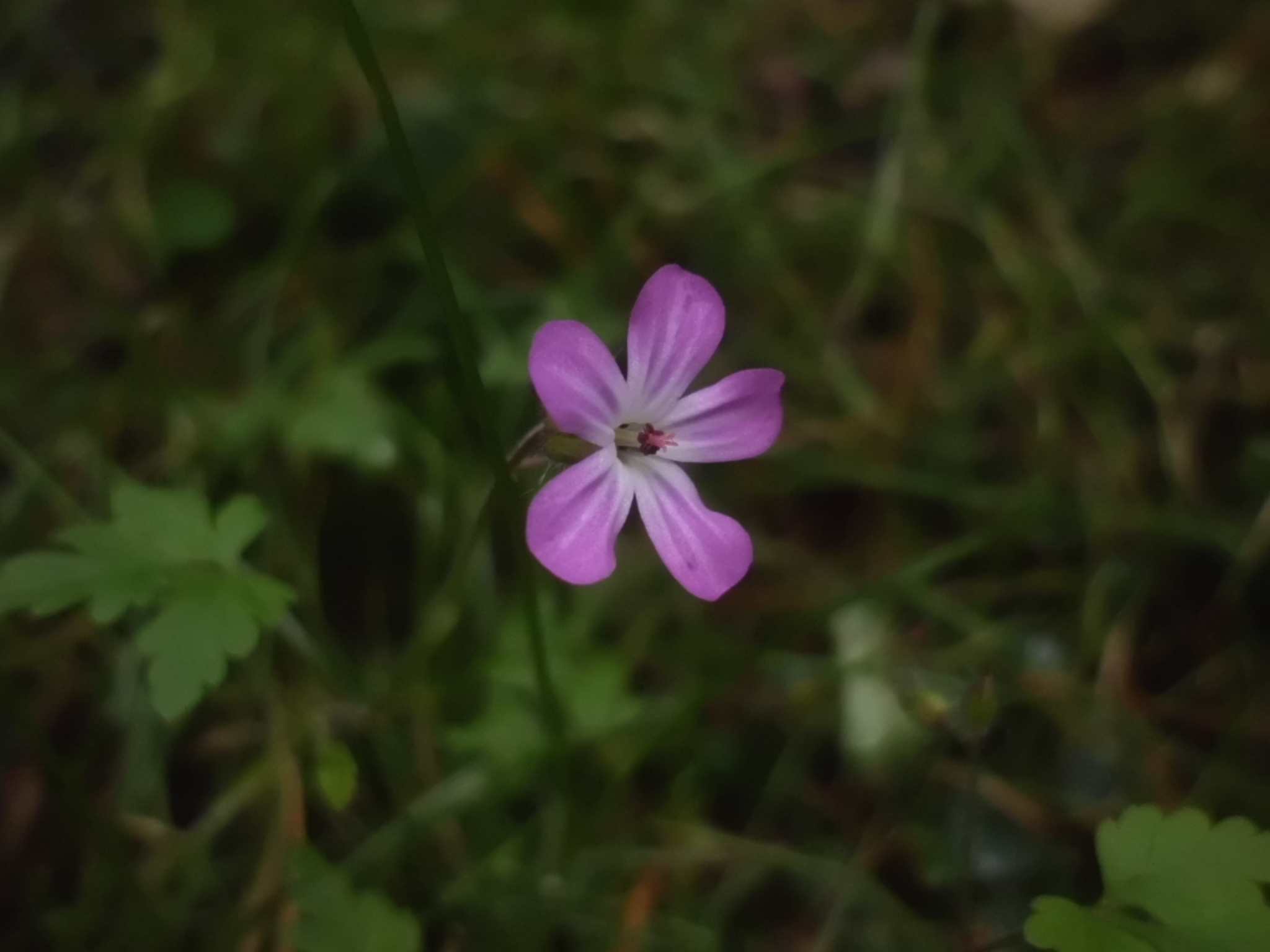 Geranium robertianum, commonly known as herb-Robert, red robin, death come quickly, storksbill, fox geranium, stinking Bob, squinter-pip (Shropshire), crow's foot, or (in North America) Roberts geranium