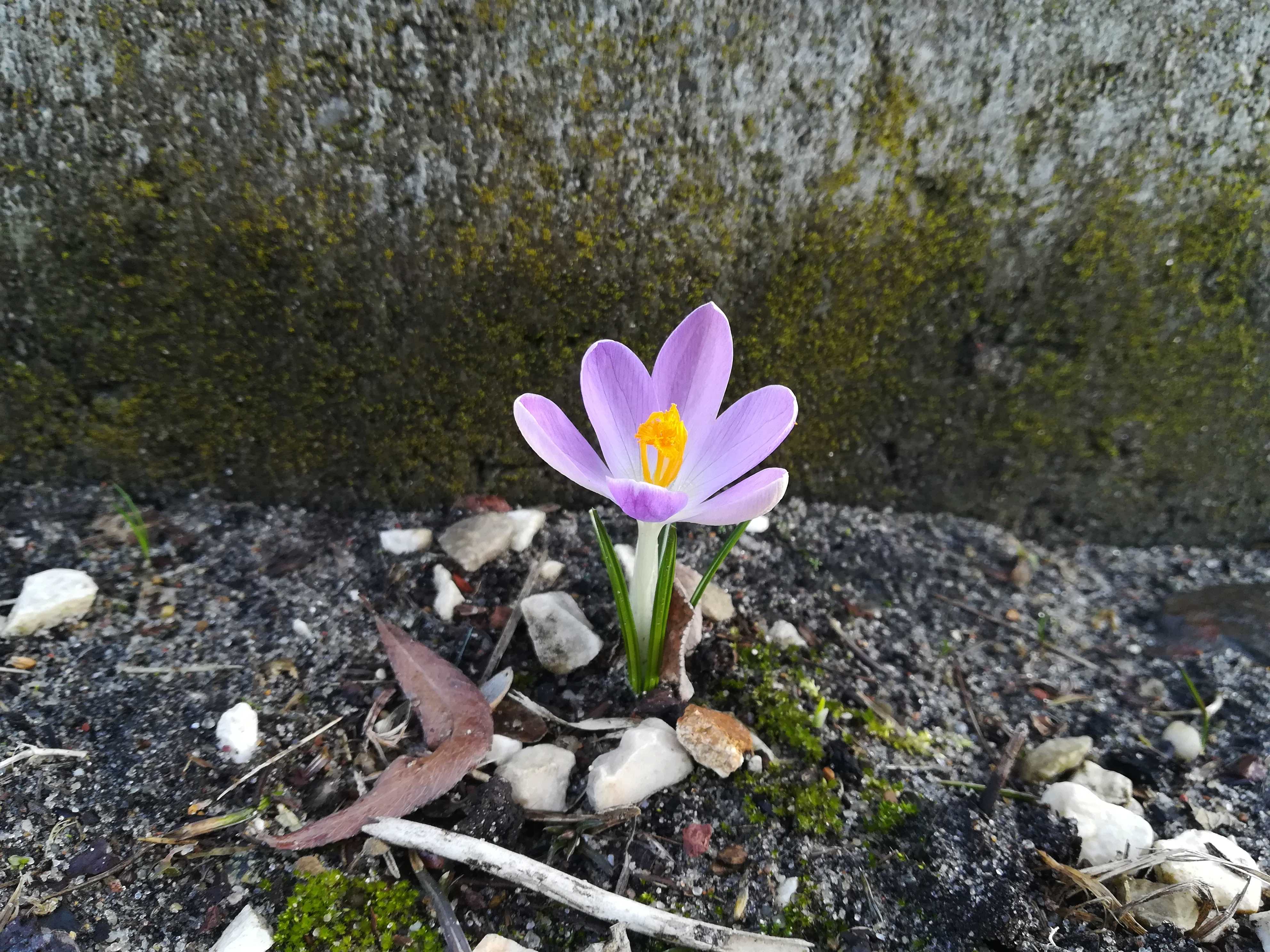 Crocus vernus (spring crocus, giant crocus) 