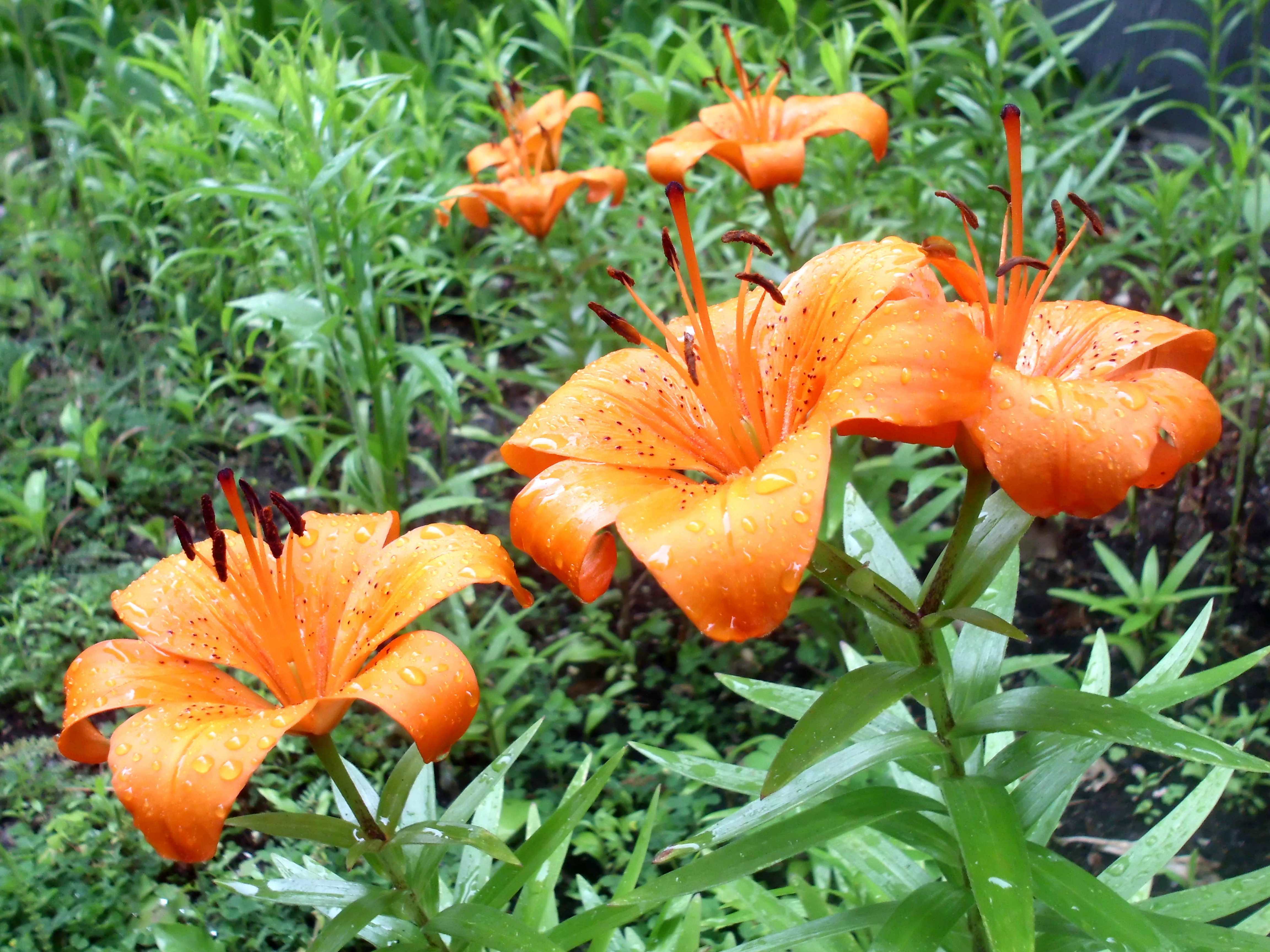 Lilium bulbiferum, common names orange lily, fire lily and tiger lily