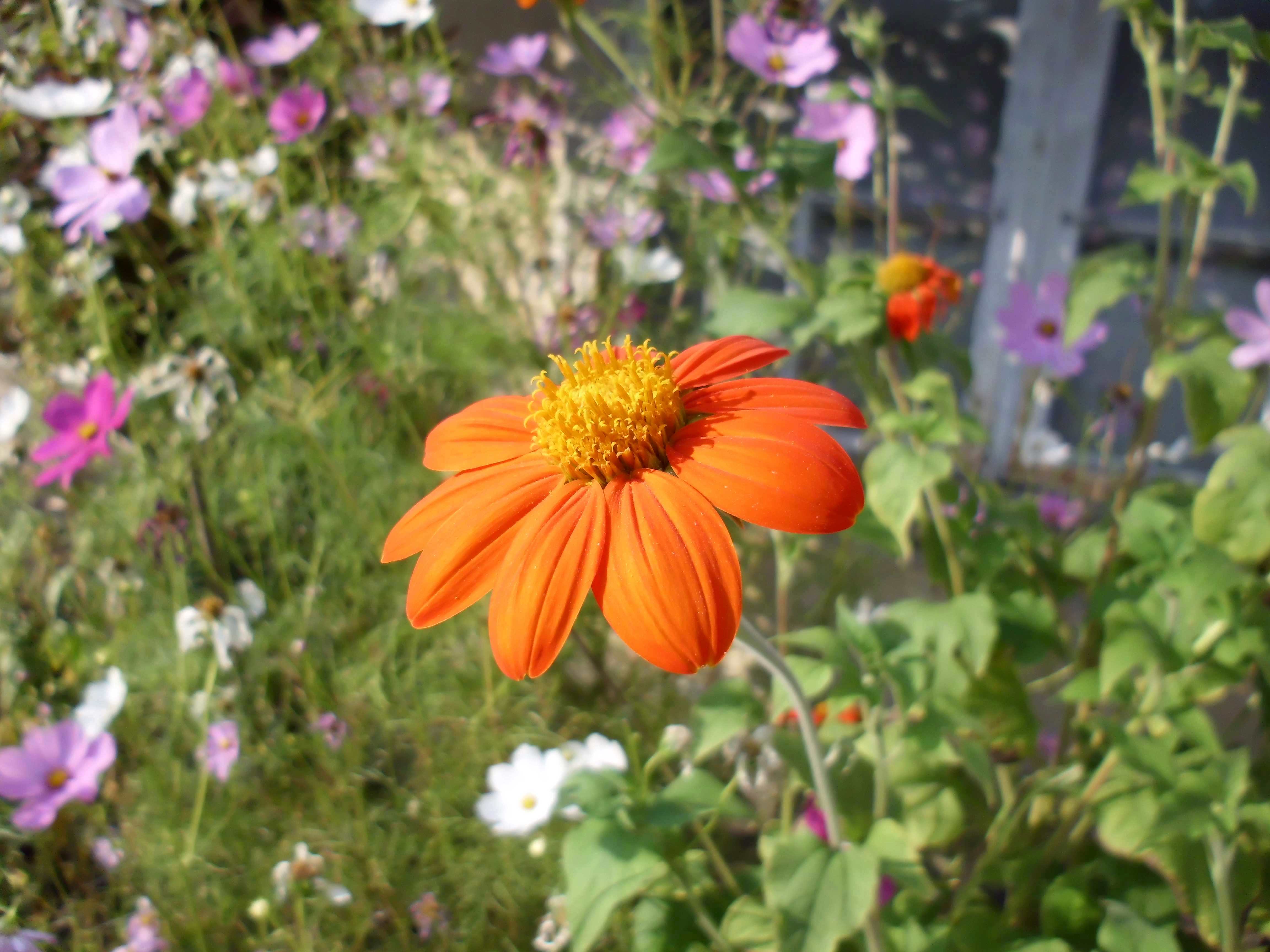 Mexican Sunflower Tithonia rotundifolia