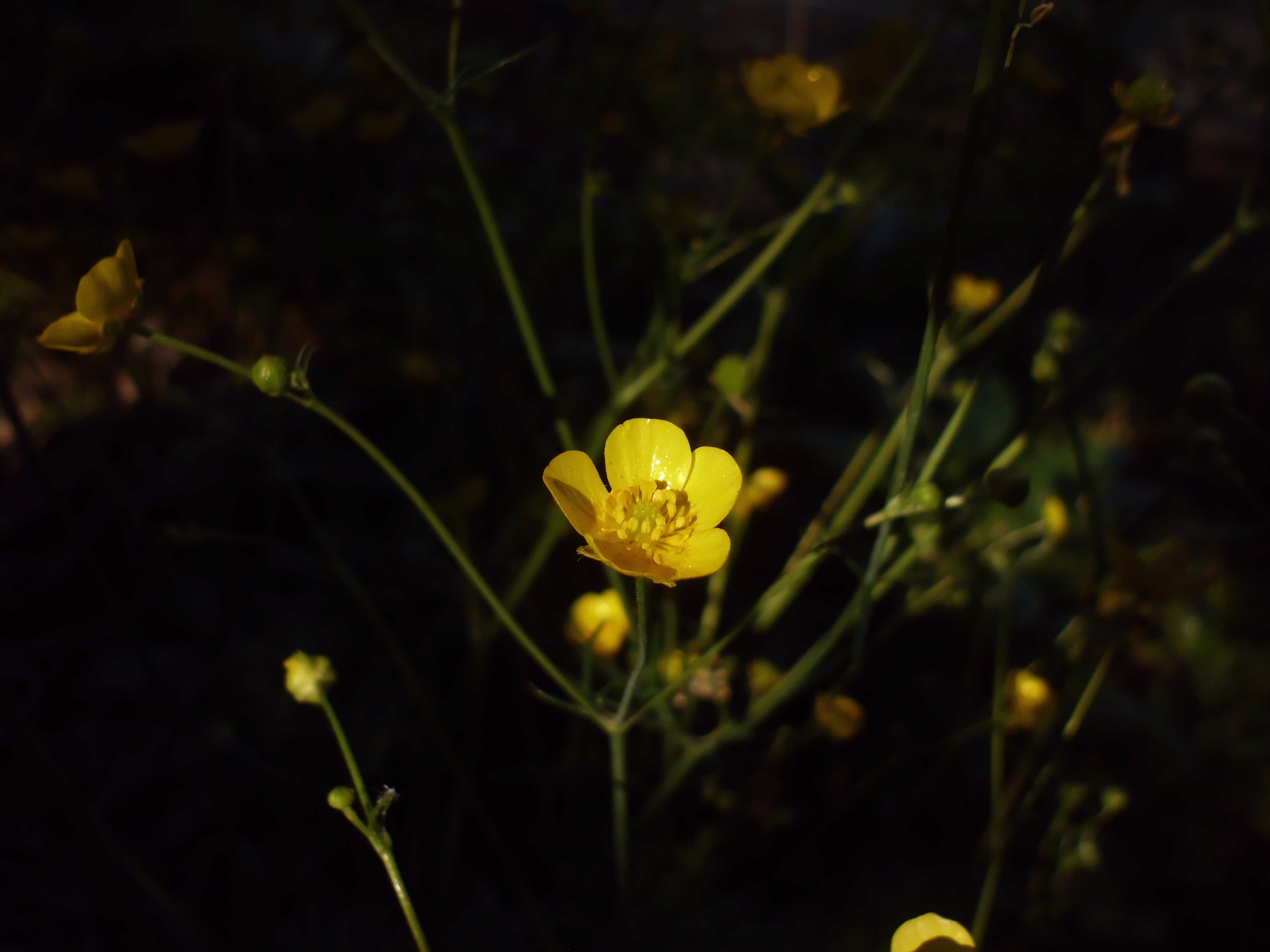 Ranunculus repens, the creeping buttercup