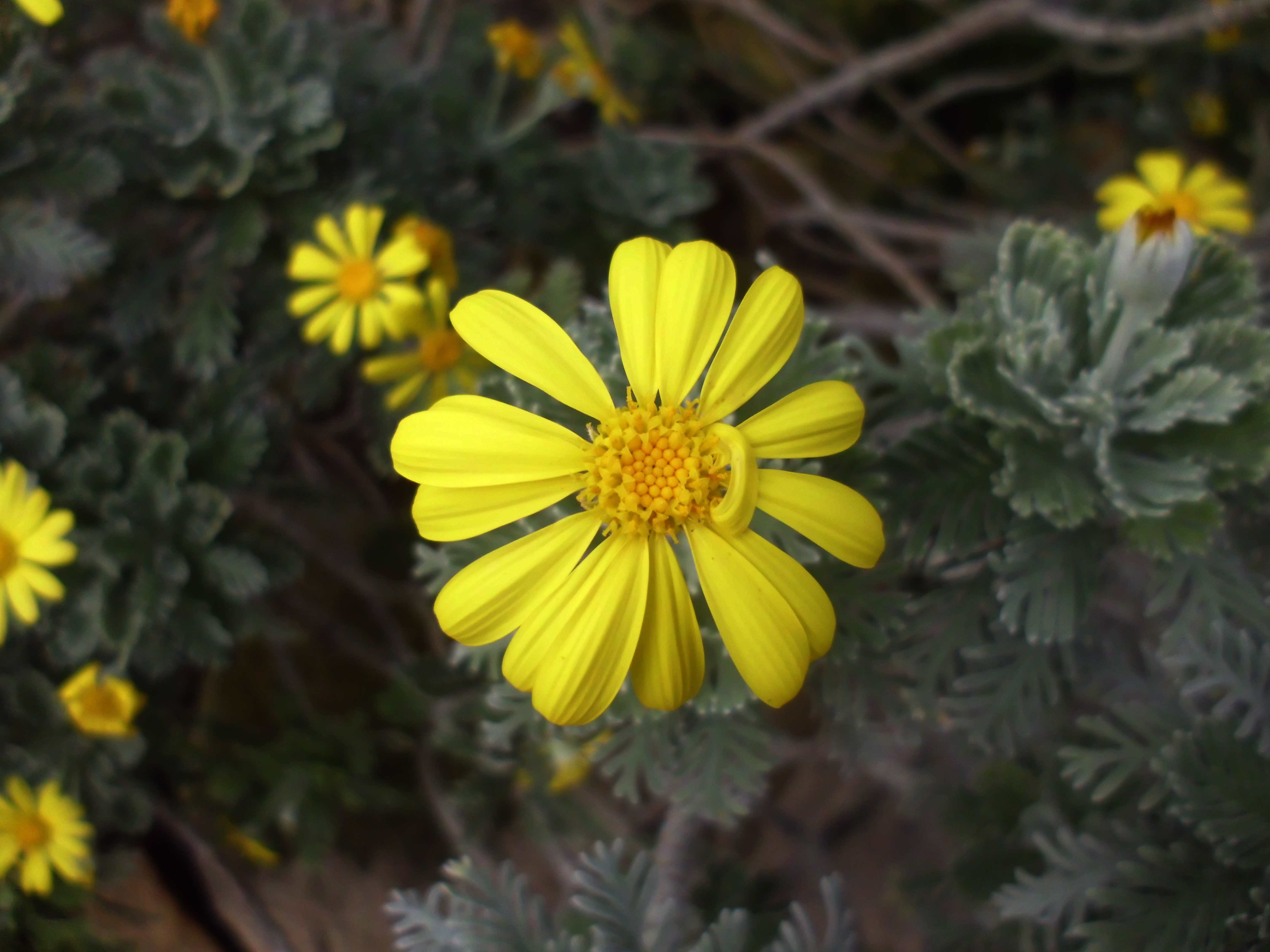 Euryops pectinatus, the grey-leaved euryops