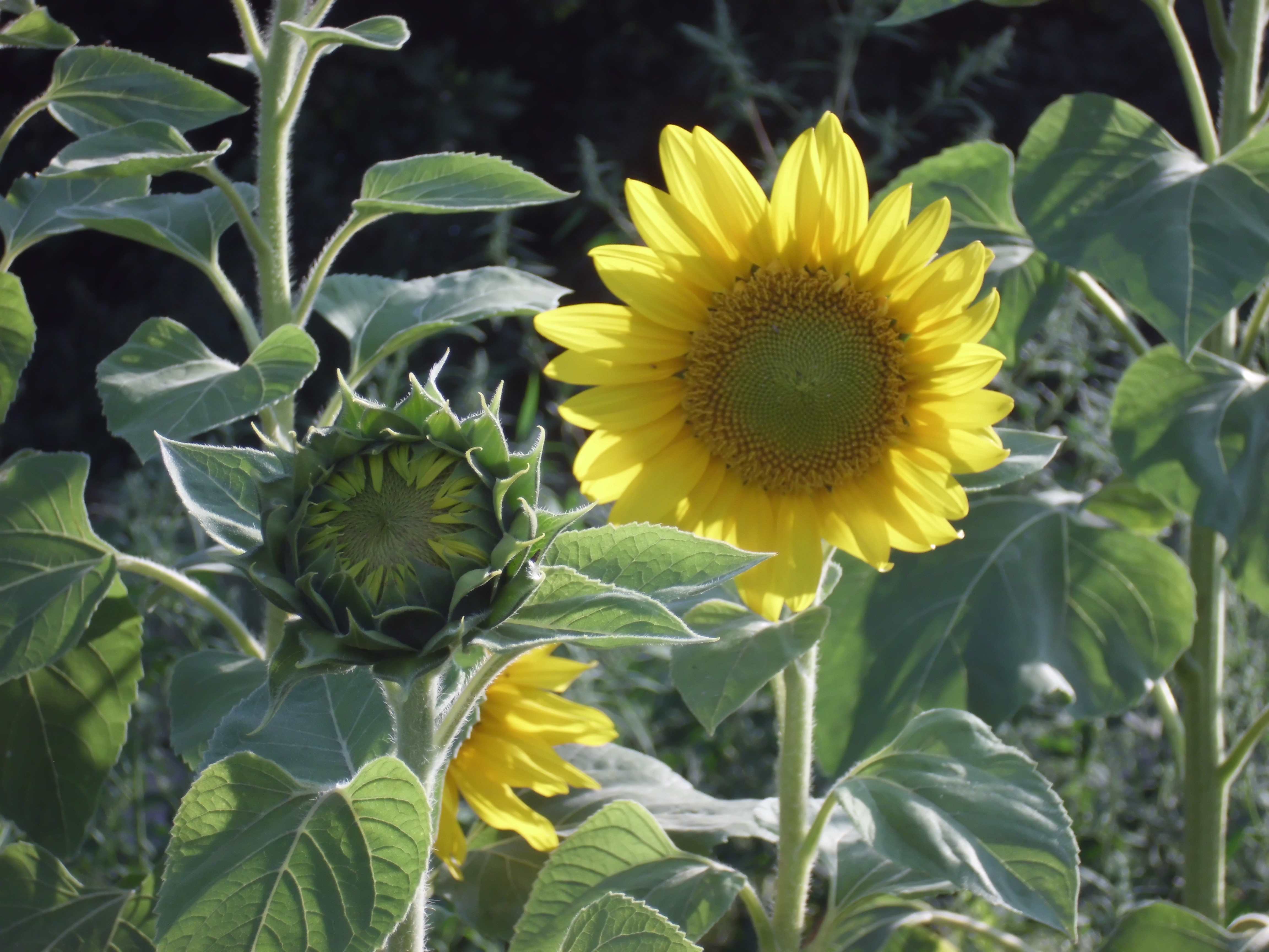 Helianthus annuus, the common sunflower