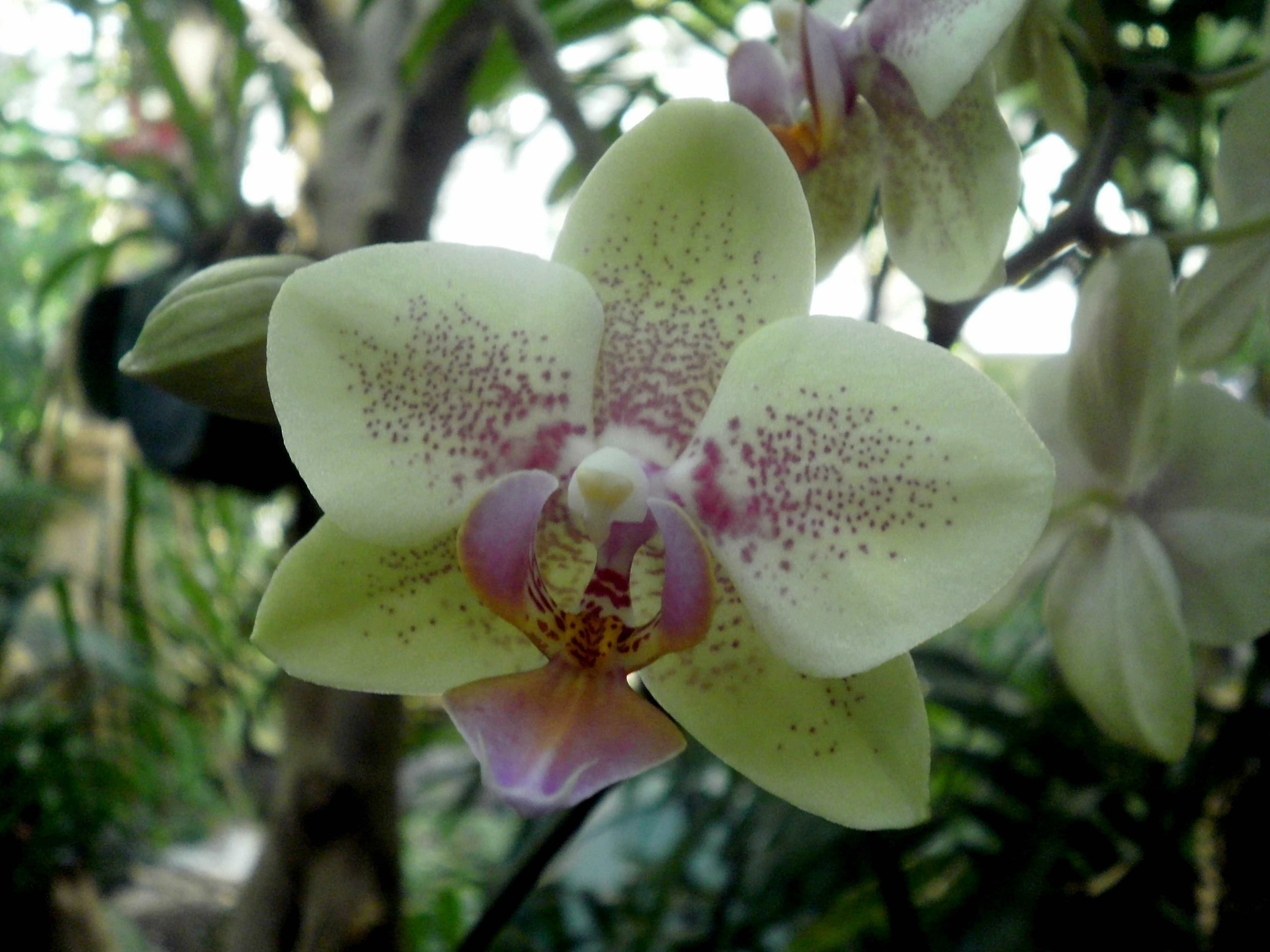 Orchid