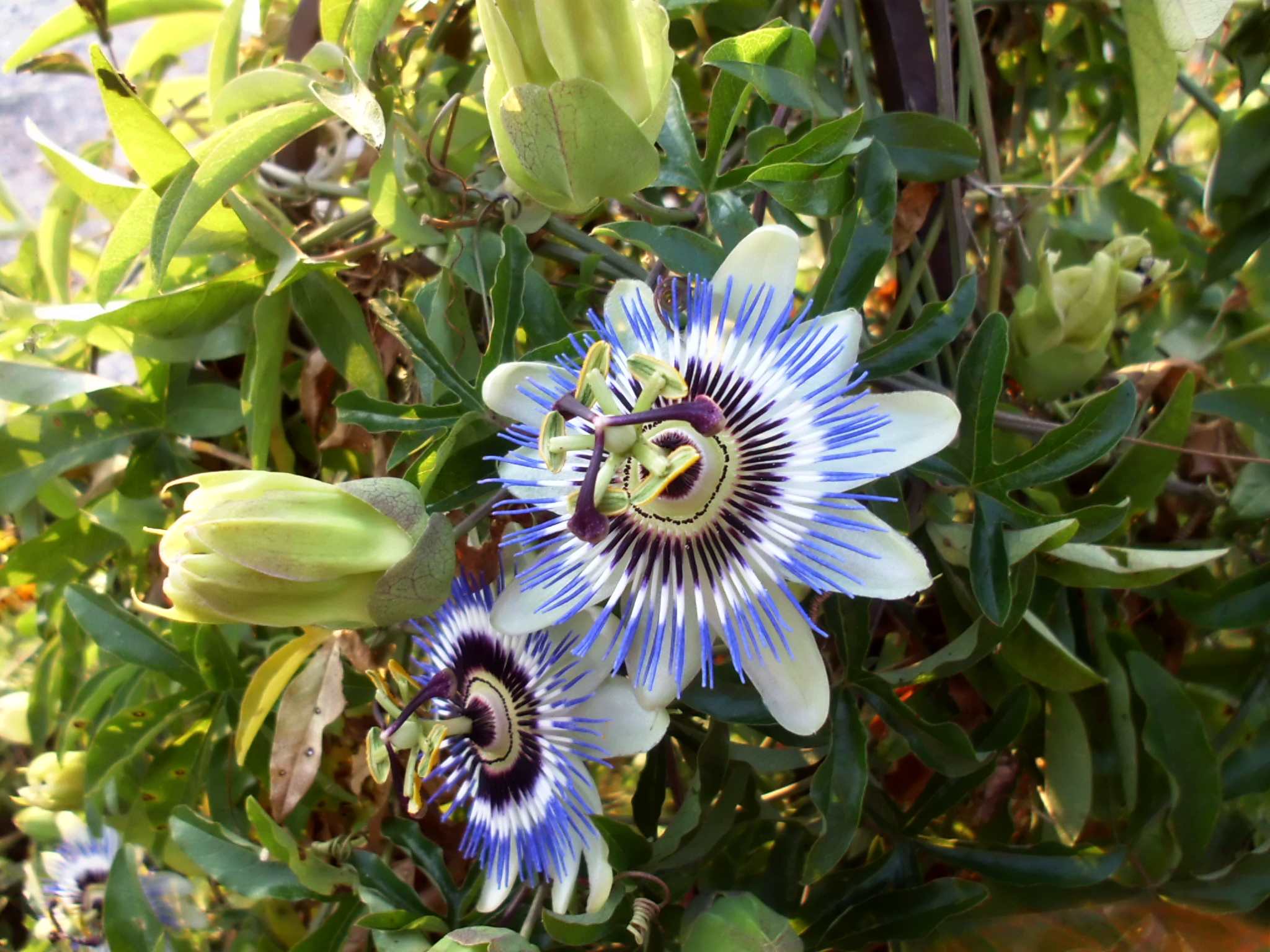 Passiflora incarnata, commonly known as maypop, purple passionflower, true passionflower, wild apricot, and wild passion vine