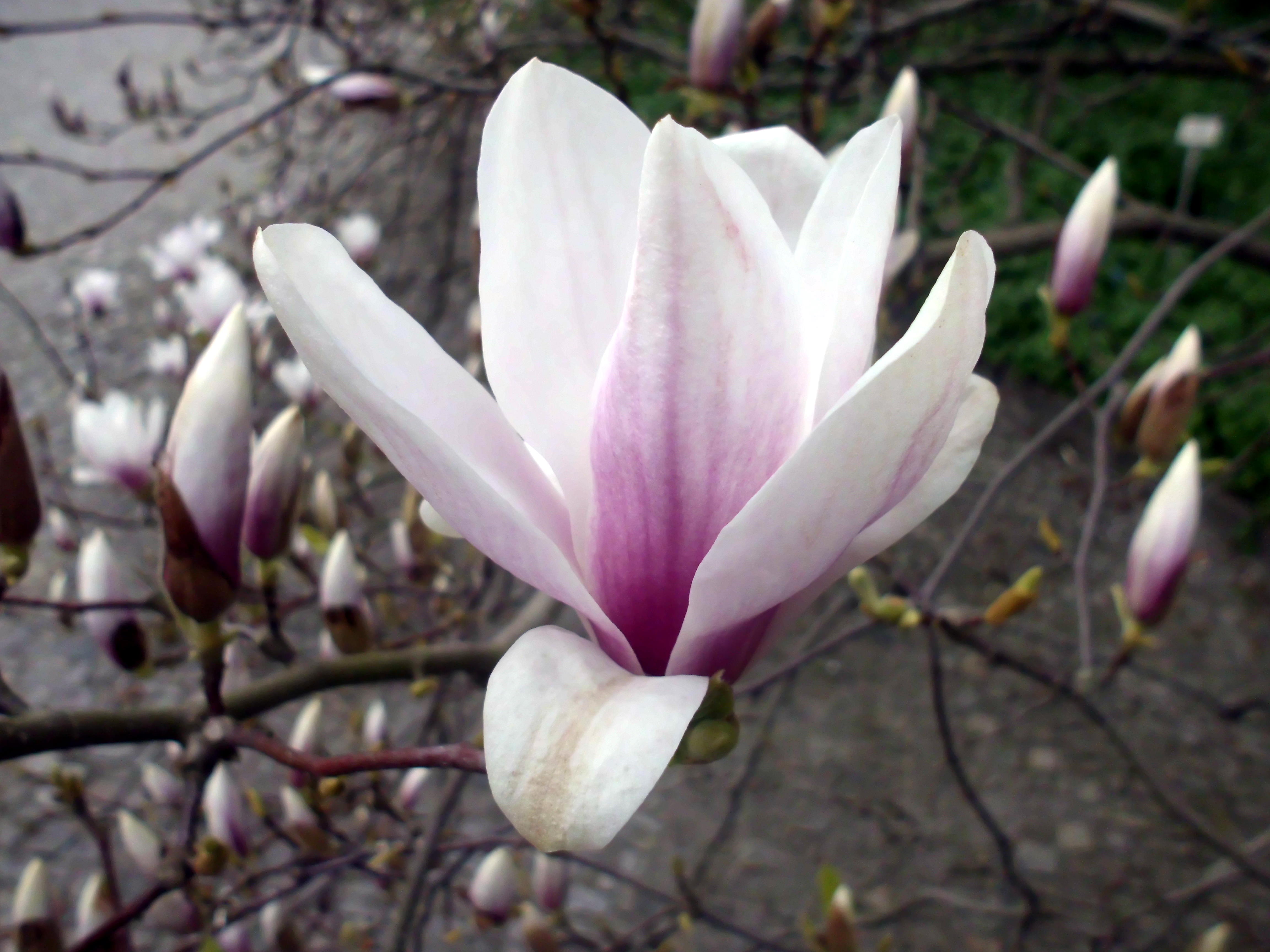 Magnolia × soulangeana, the saucer magnolia