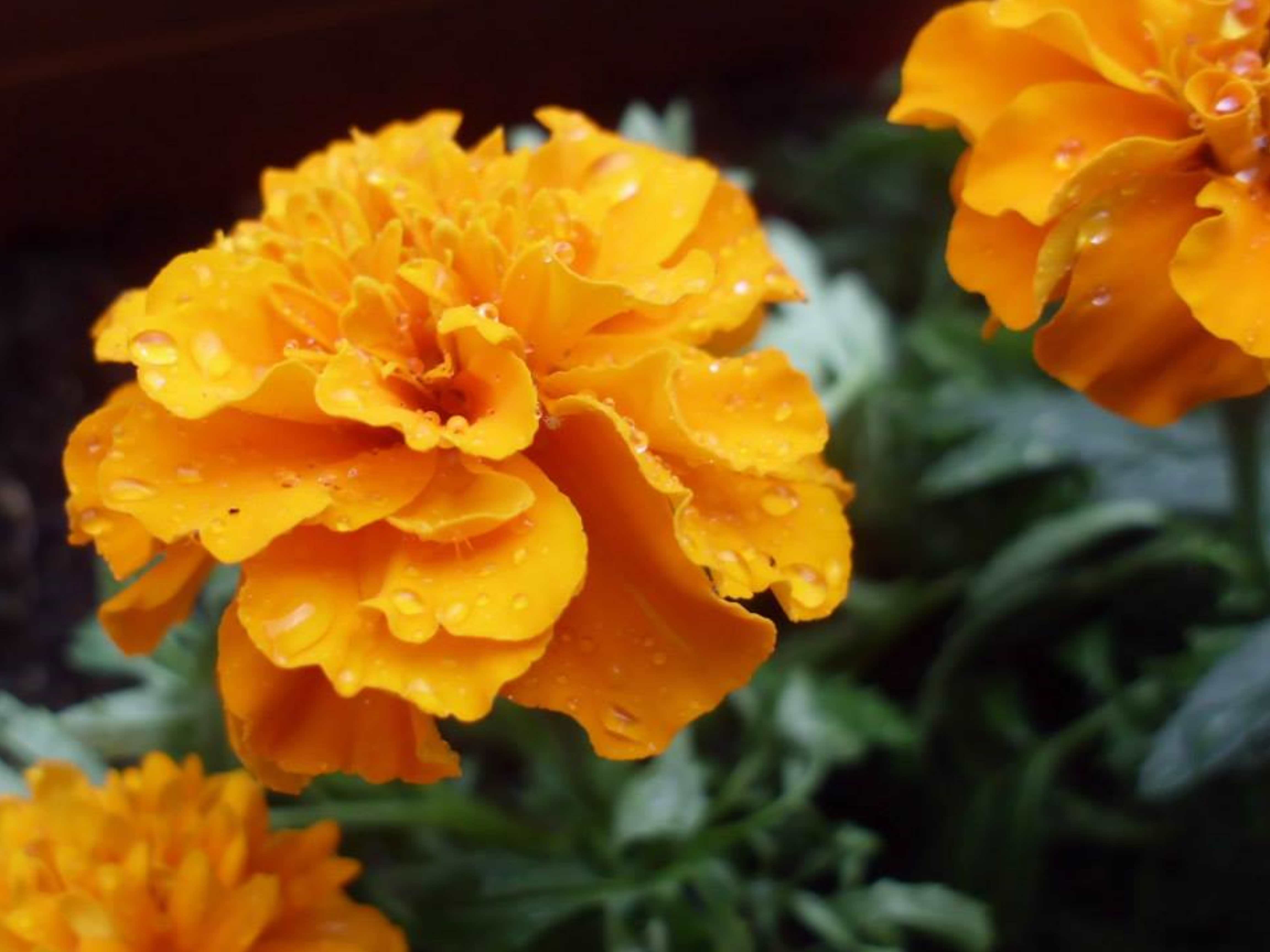 Tagetes patula, the French marigold