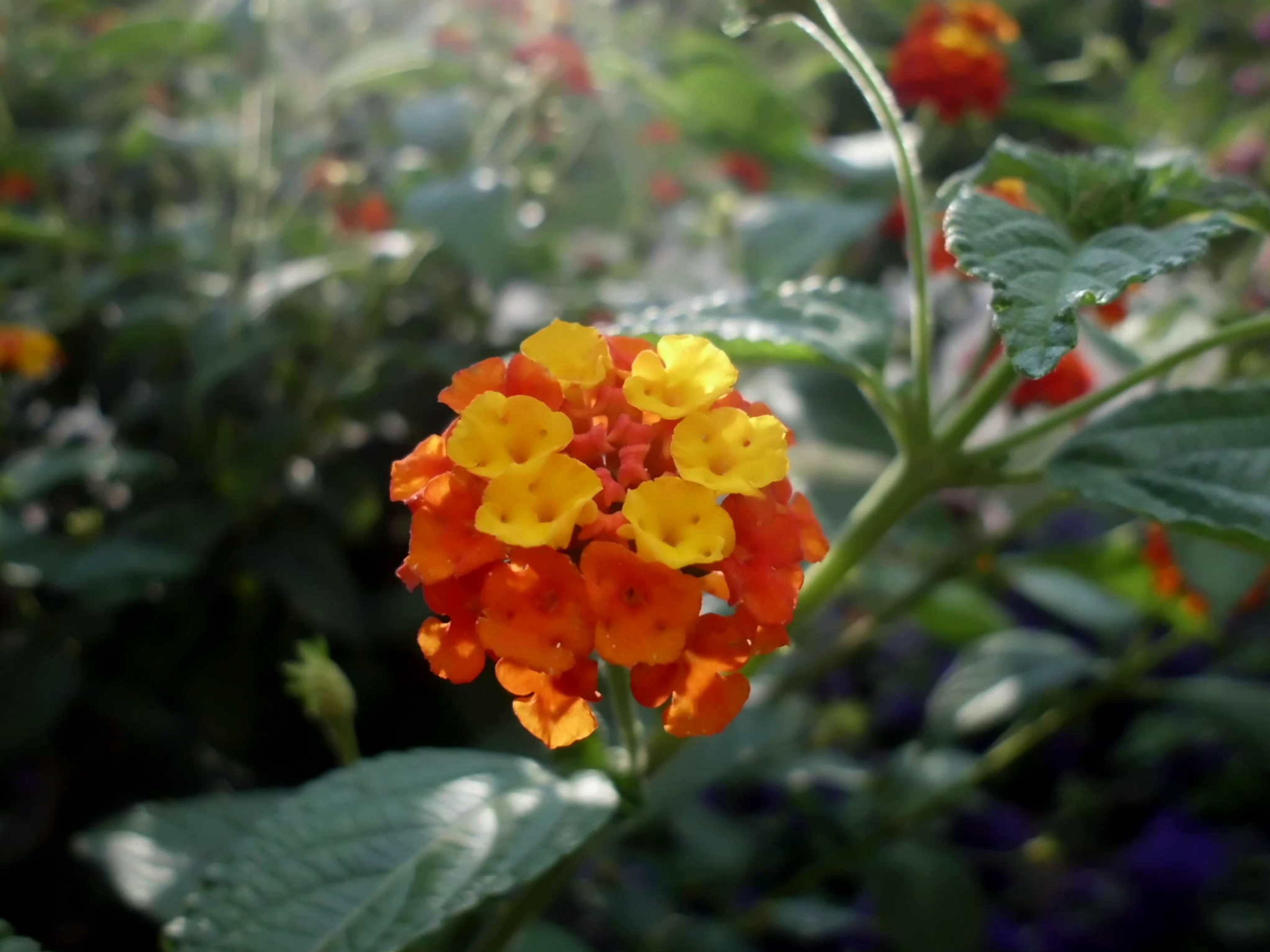 Lantana camara (common lantana)