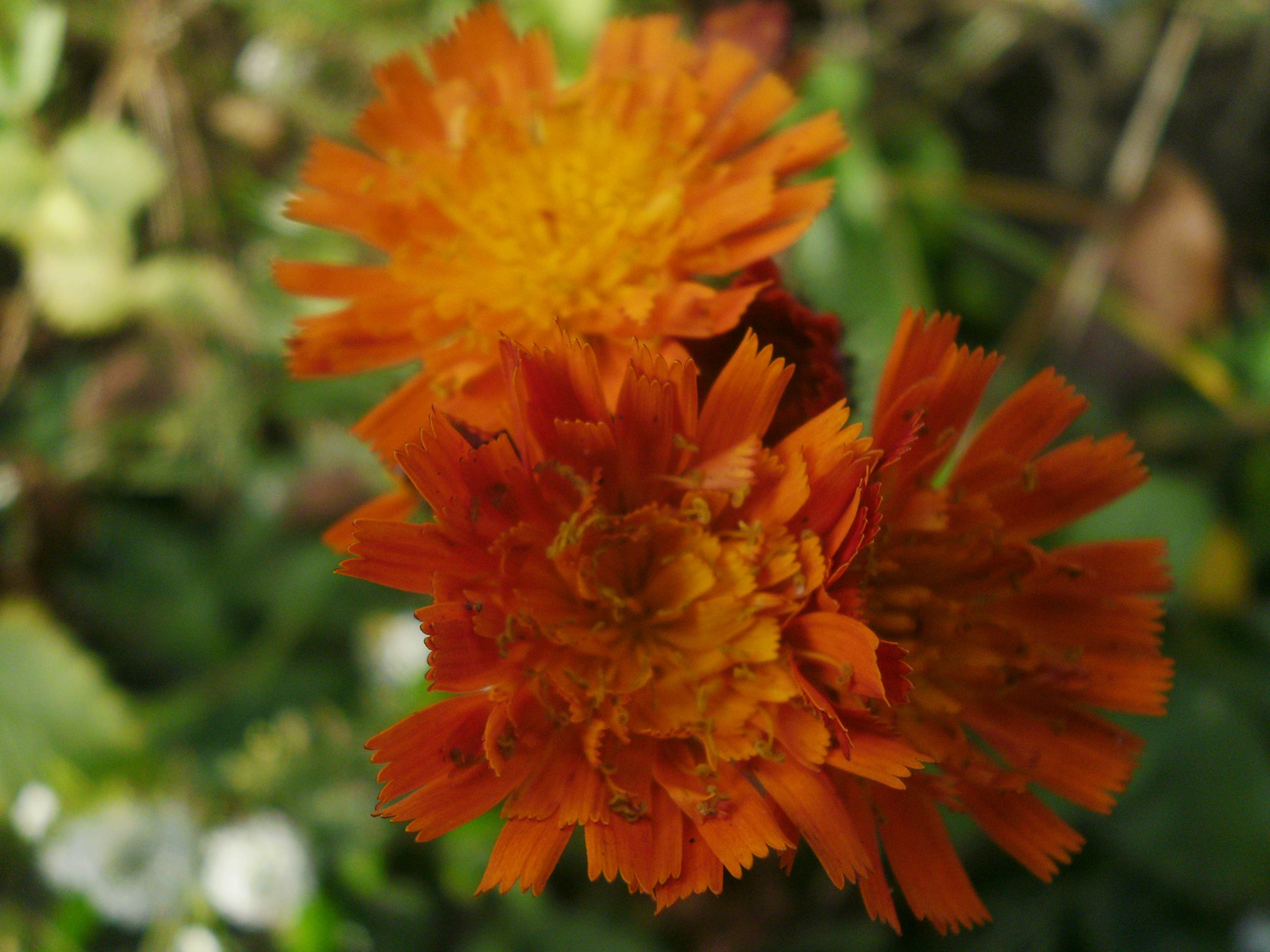 Hieracium aurantiacum / Pilosella aurantiaca (fox-and-cubs, orange hawk bit, devil's paintbrush, grim-the-collier)