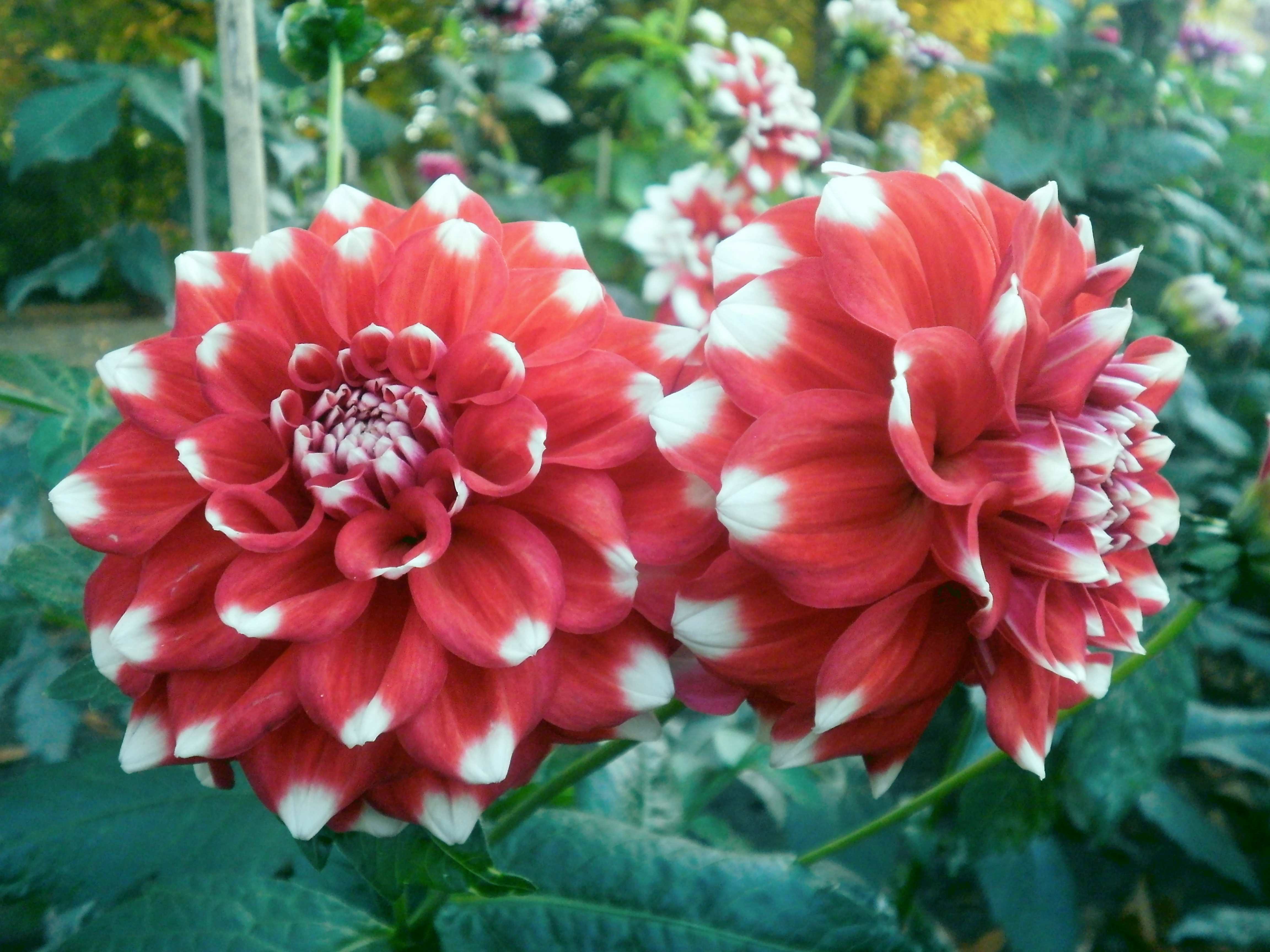 Dahlia