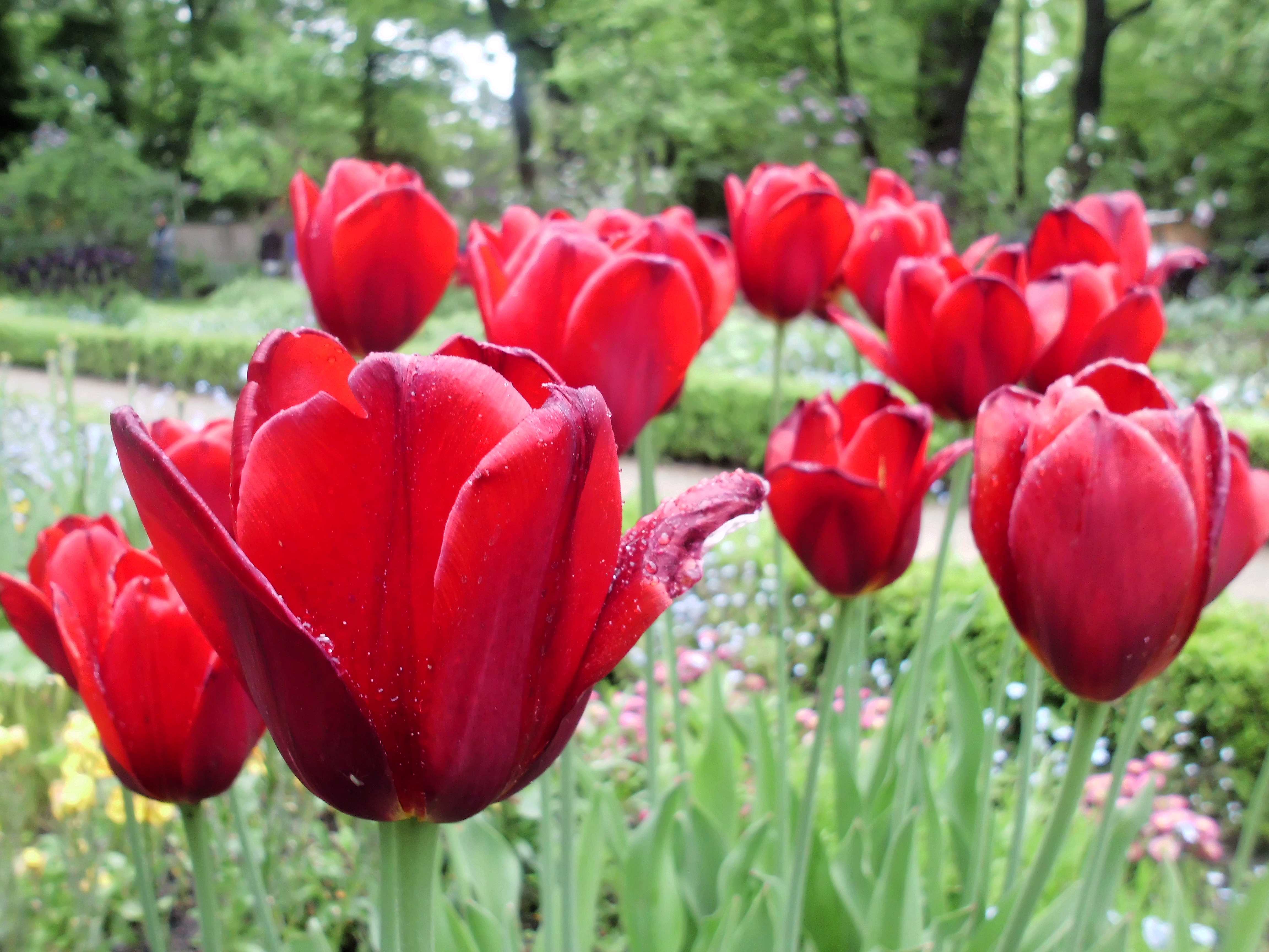 Red Tulips