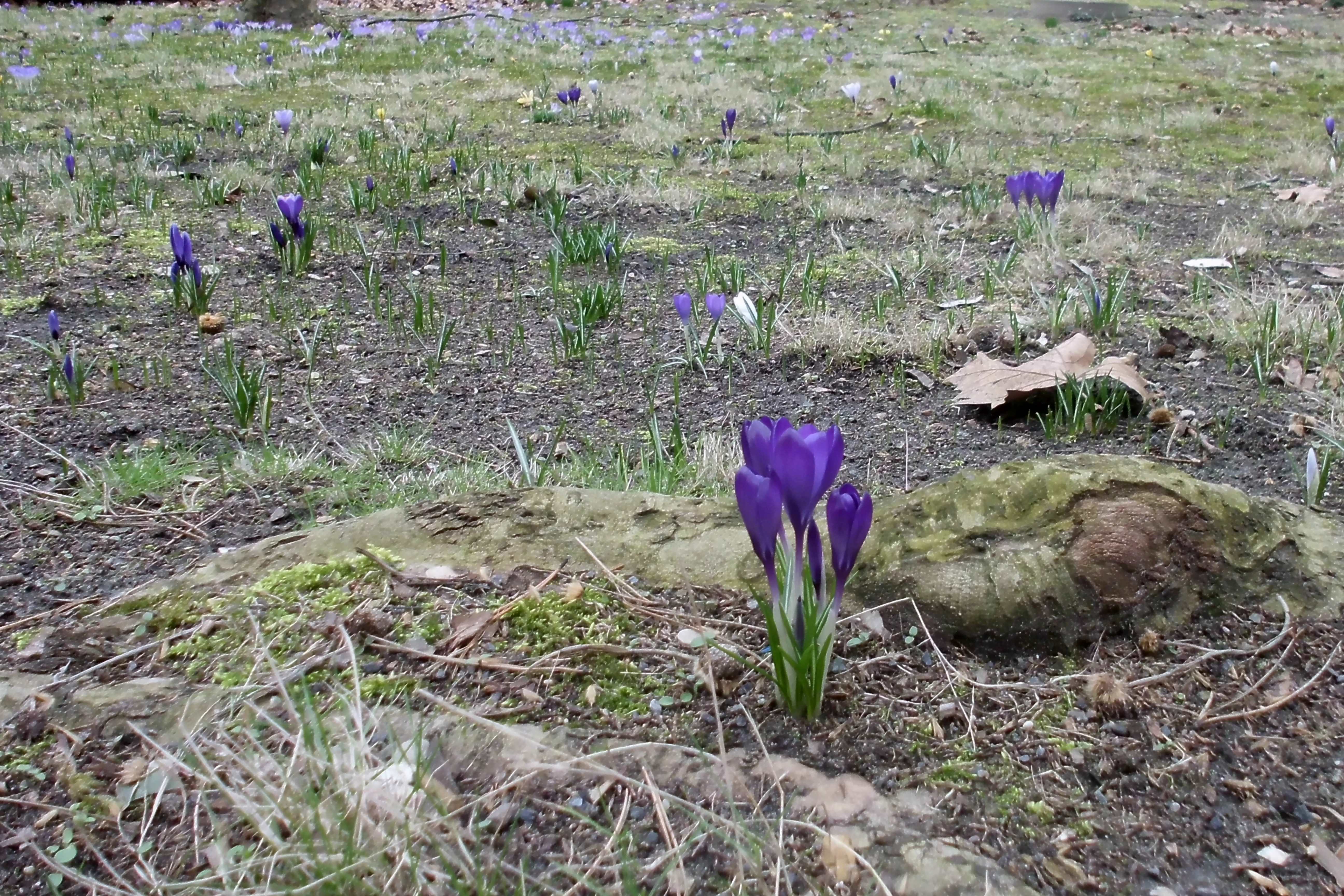 Crocus vernus (spring crocus, giant crocus)